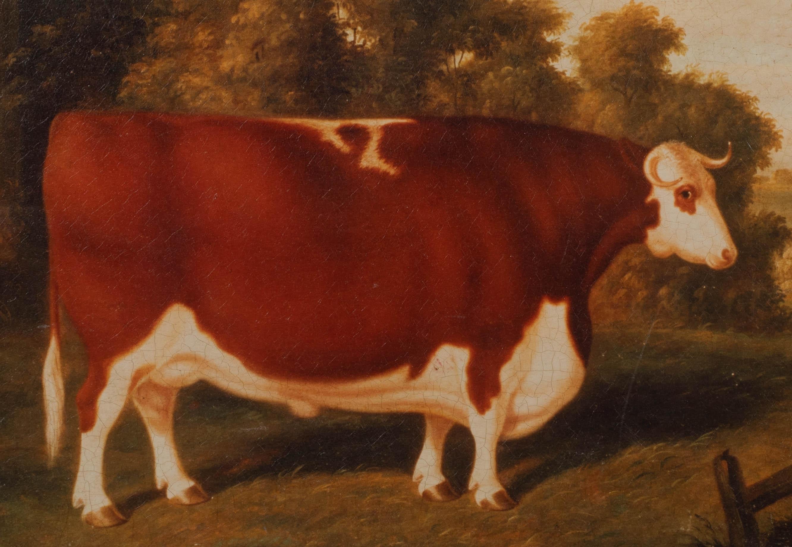 Portrait of A Prize Hereford Bull, 19th Century 

circle of Thomas WEAVER (1774-1843)

Large 19th Century English portrait of a prize Hereford Bull in an open landscape, oil on canvas. Excellent quality and condition portrait of the Bull painted