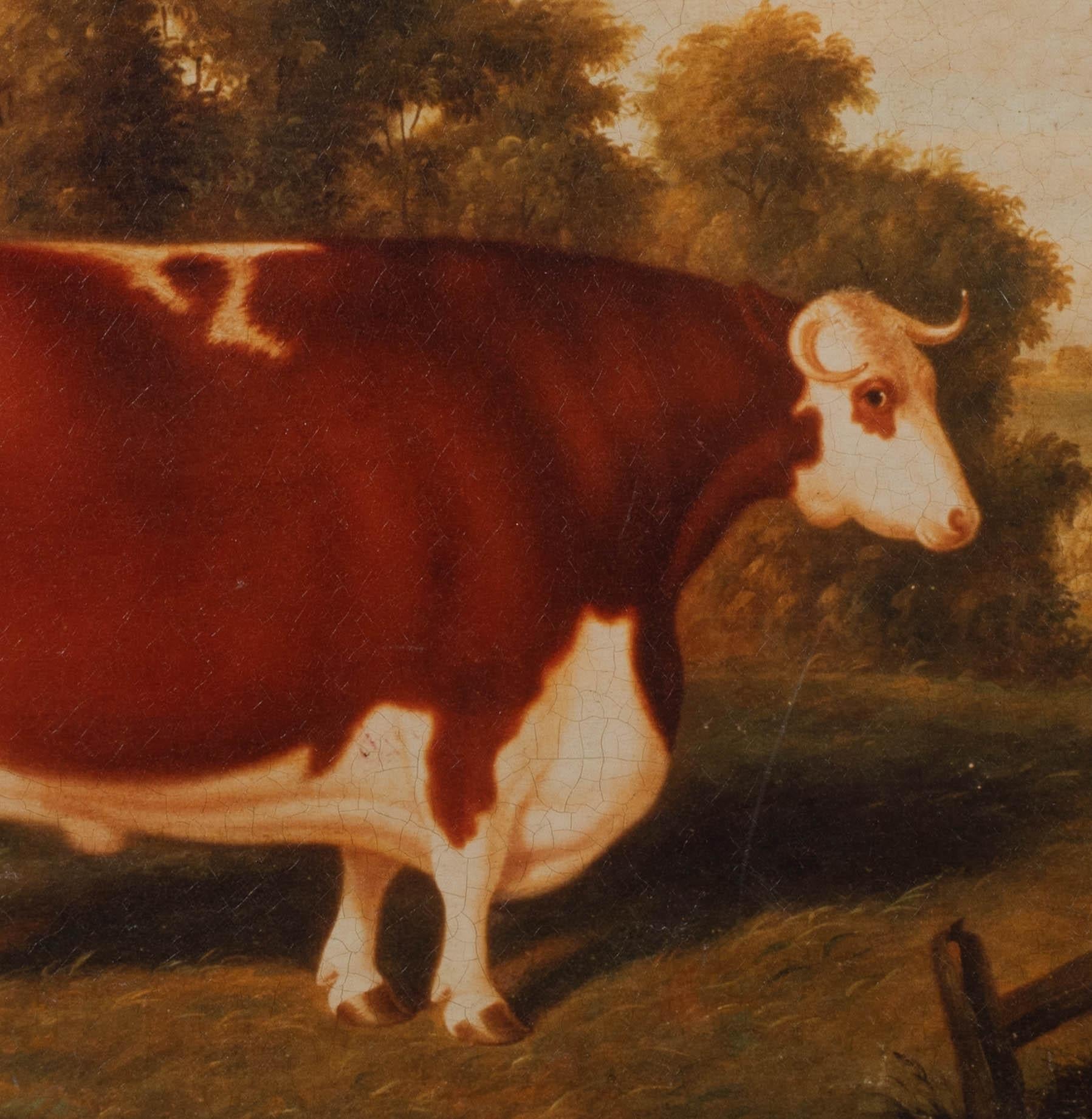 Portrait of A Prize Hereford Bull, 19th Century - Circle Of Thomas Weaver 1