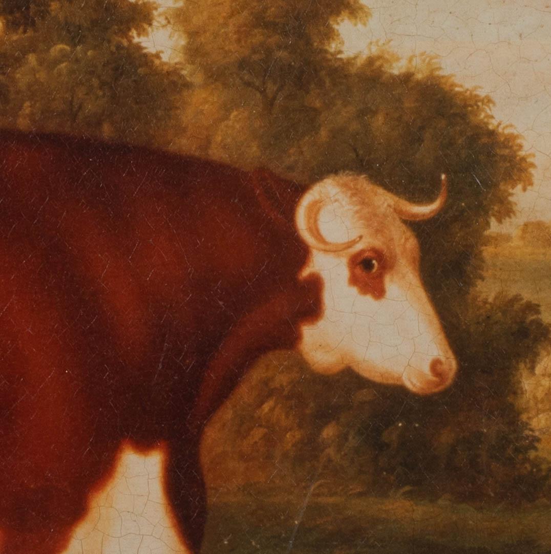 Portrait of A Prize Hereford Bull, 19th Century - Circle Of Thomas Weaver 2