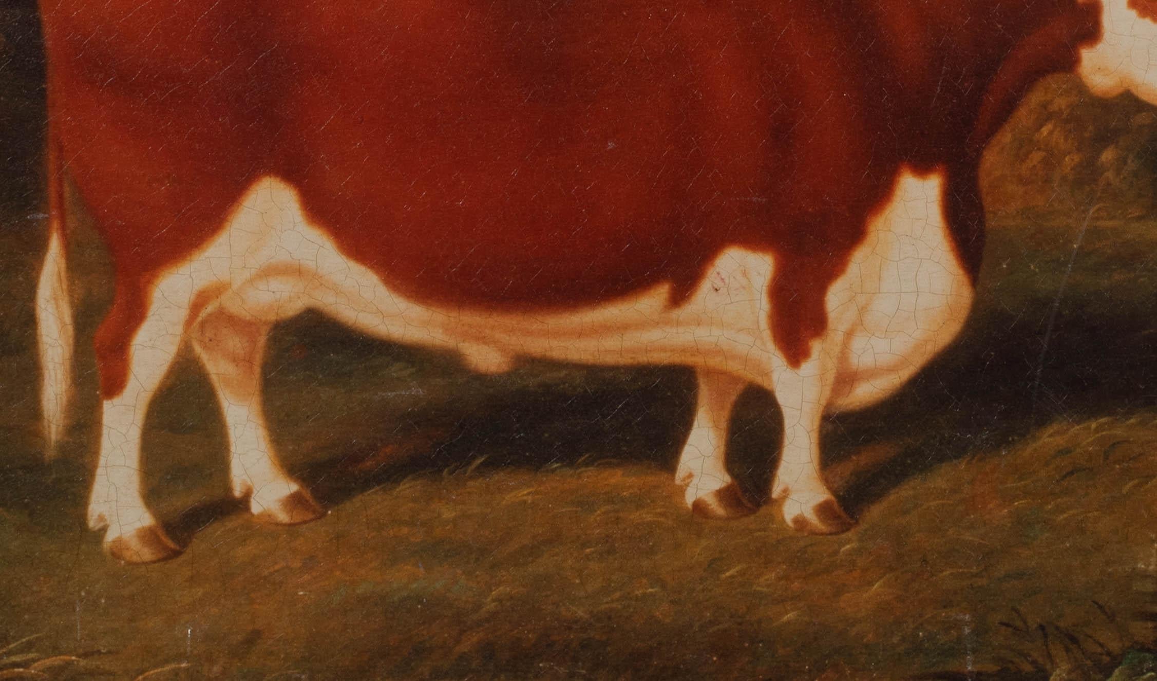 Portrait of A Prize Hereford Bull, 19th Century - Circle Of Thomas Weaver 3