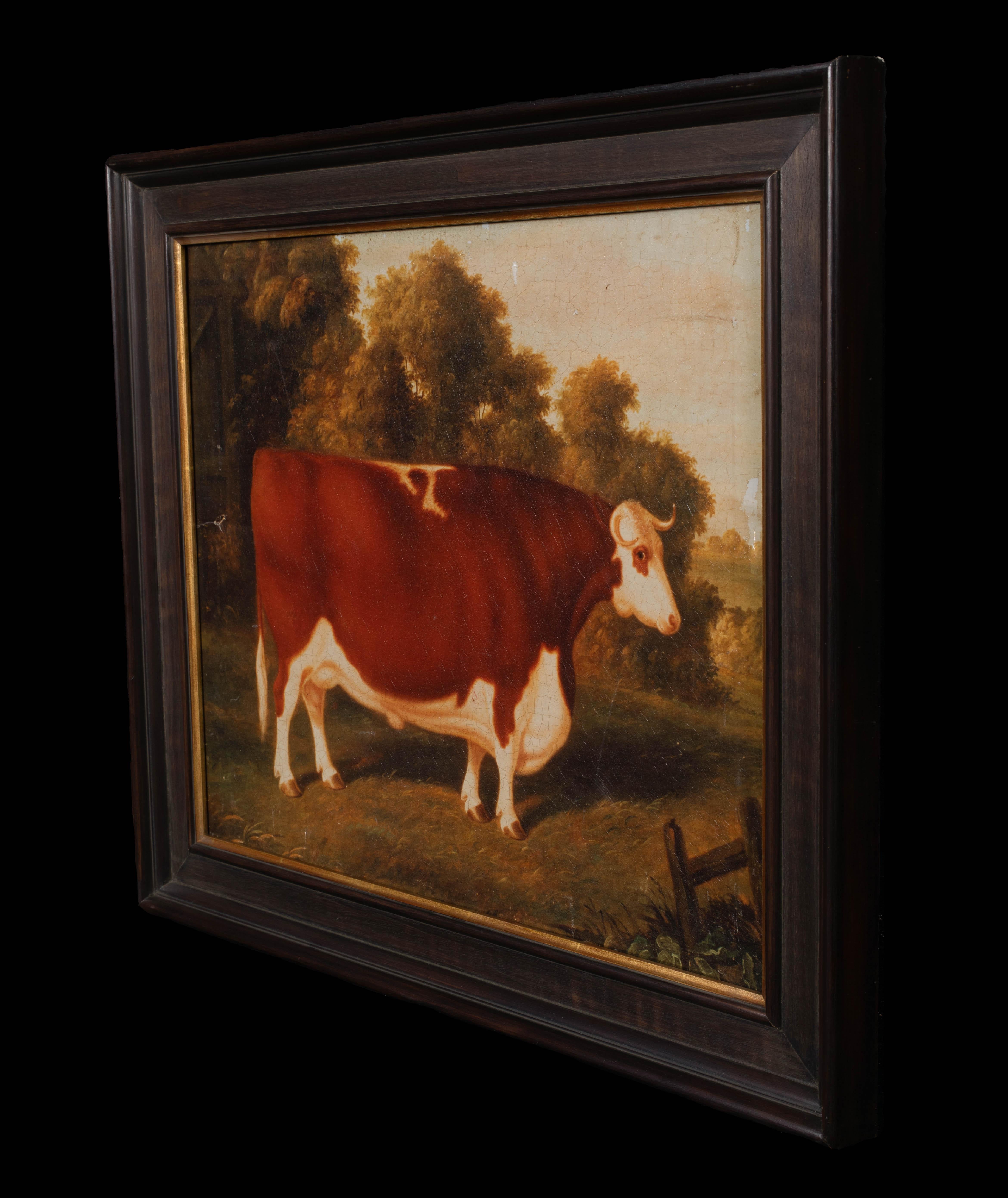 Portrait of A Prize Hereford Bull, 19th Century - Circle Of Thomas Weaver 4