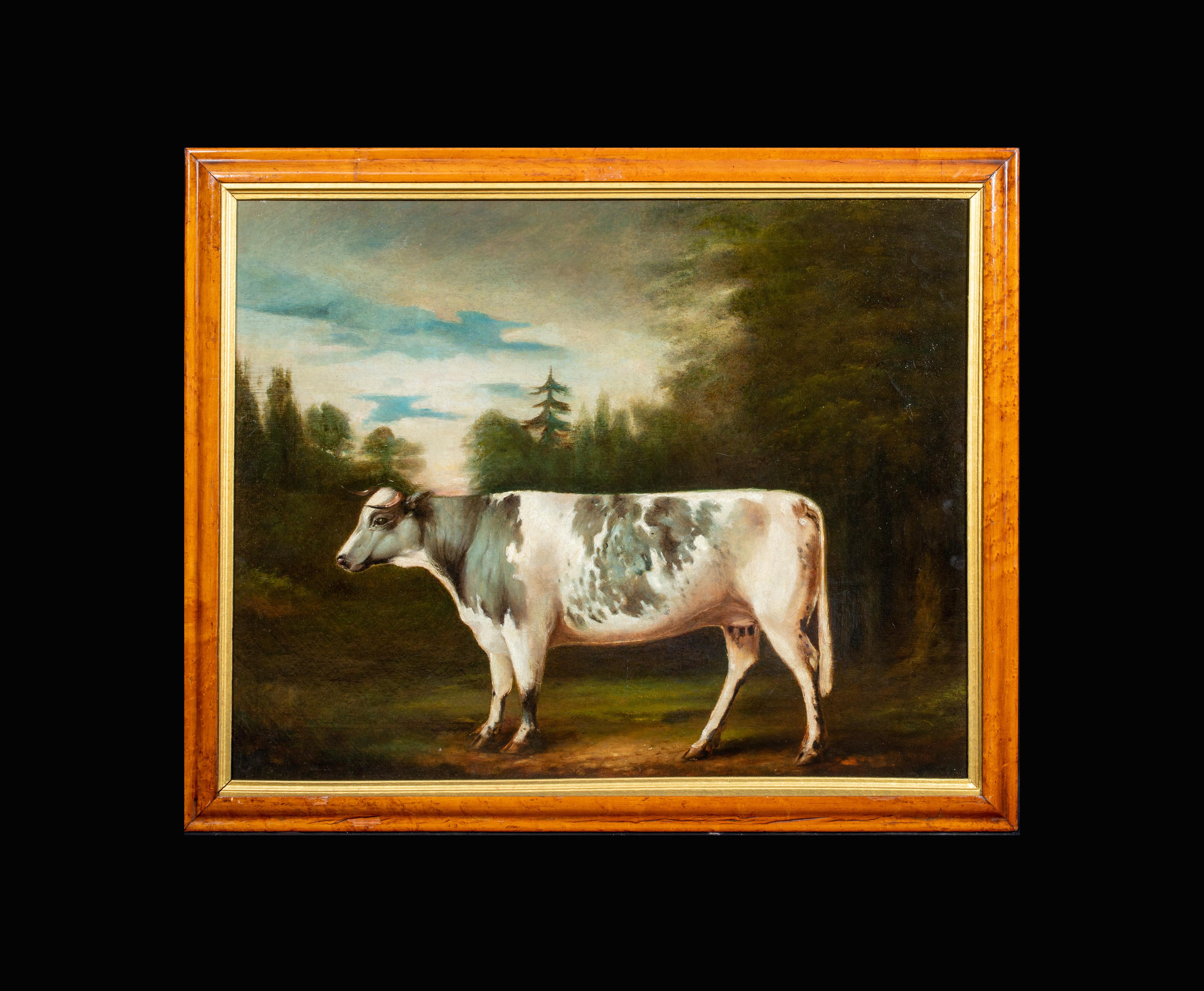 Portrait Of A Prize Holstein Friesian Cow, circa 1800 - Painting by Unknown