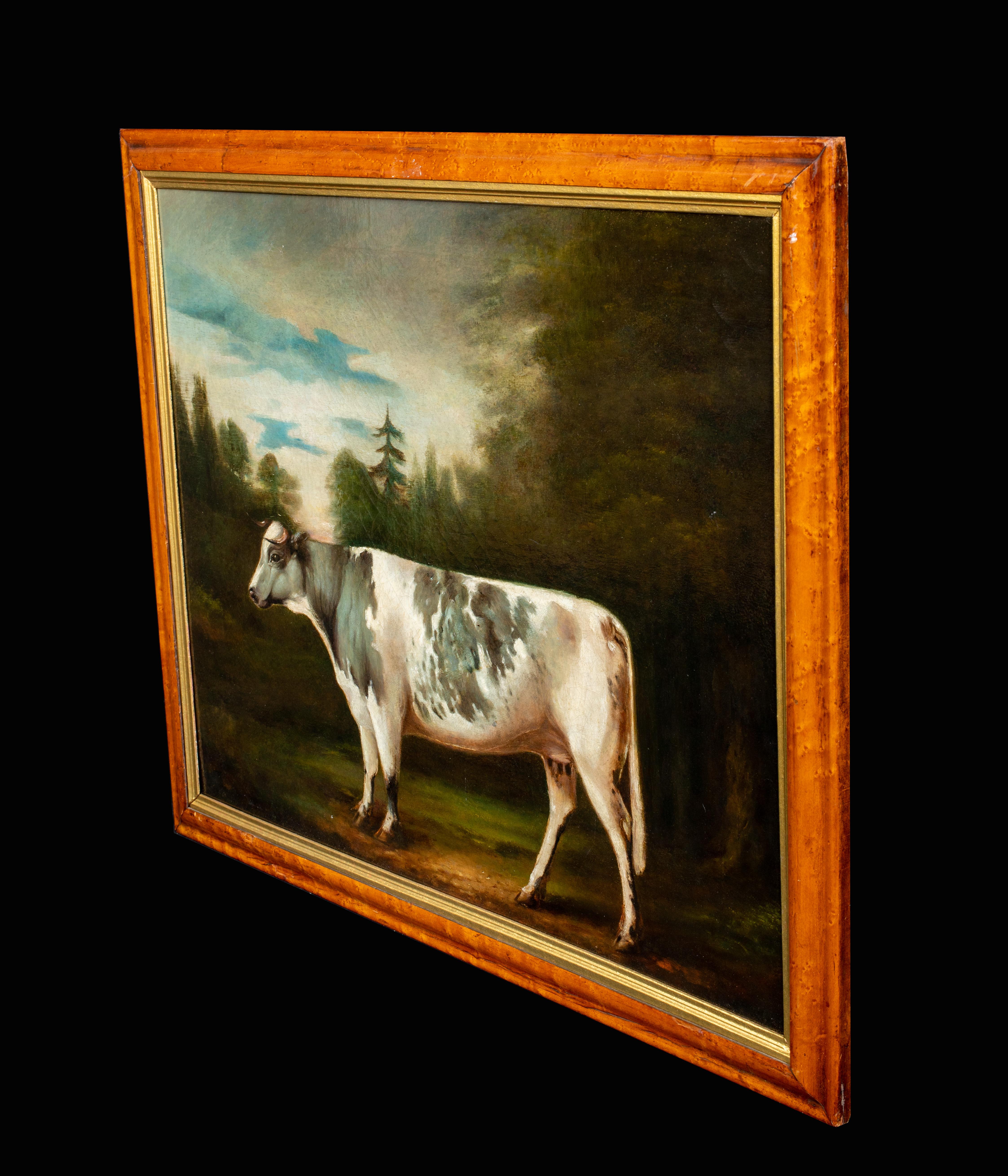 Portrait Of A Prize Holstein Friesian Cow, circa 1800 2