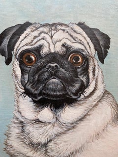 Portrait of a Pug - portrait of a fawn colored Pug with blue background