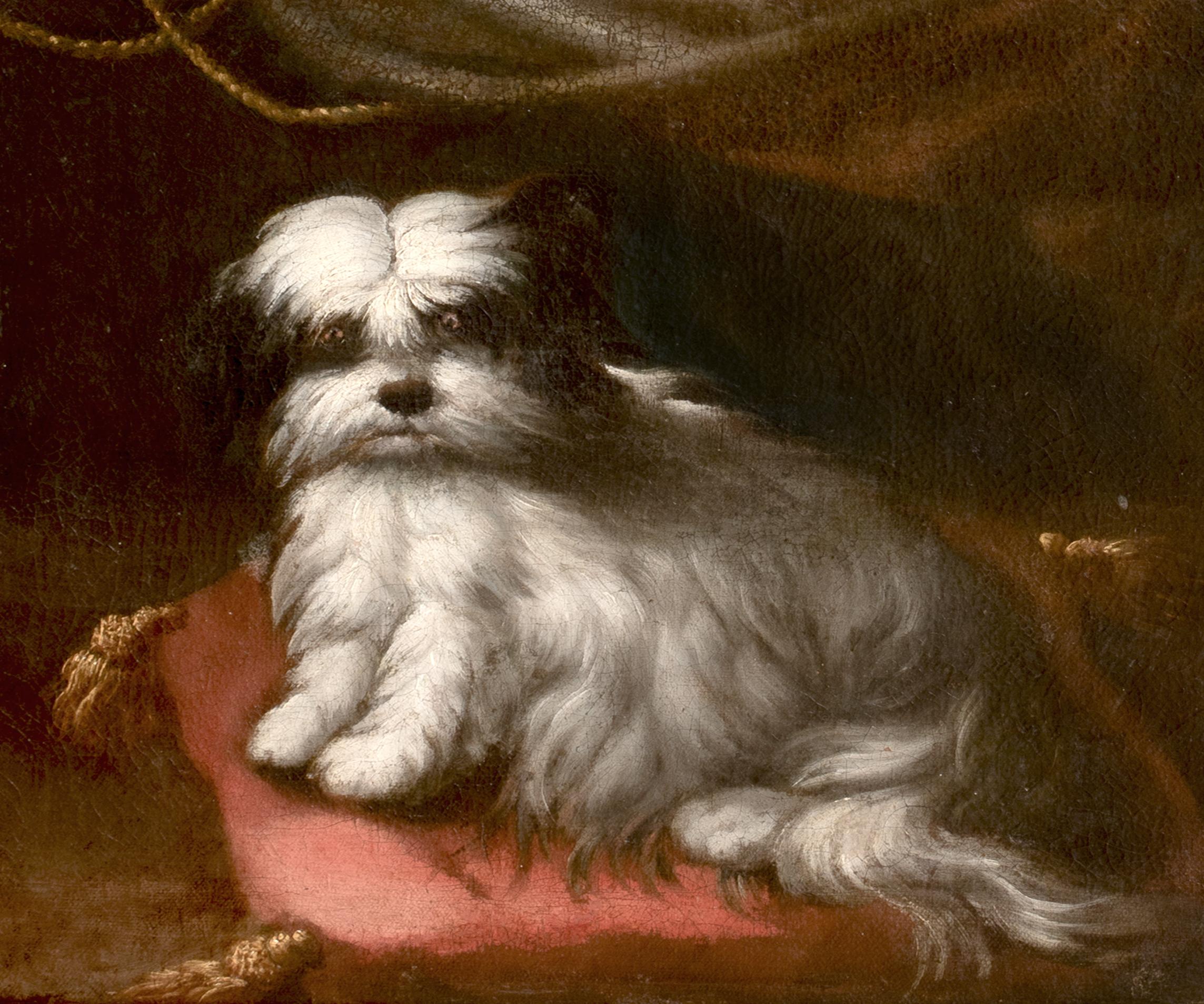 Retrato de perro pequeño, círculo del siglo XVII FRANCESCO FIERAVINO (1611-1656) 6