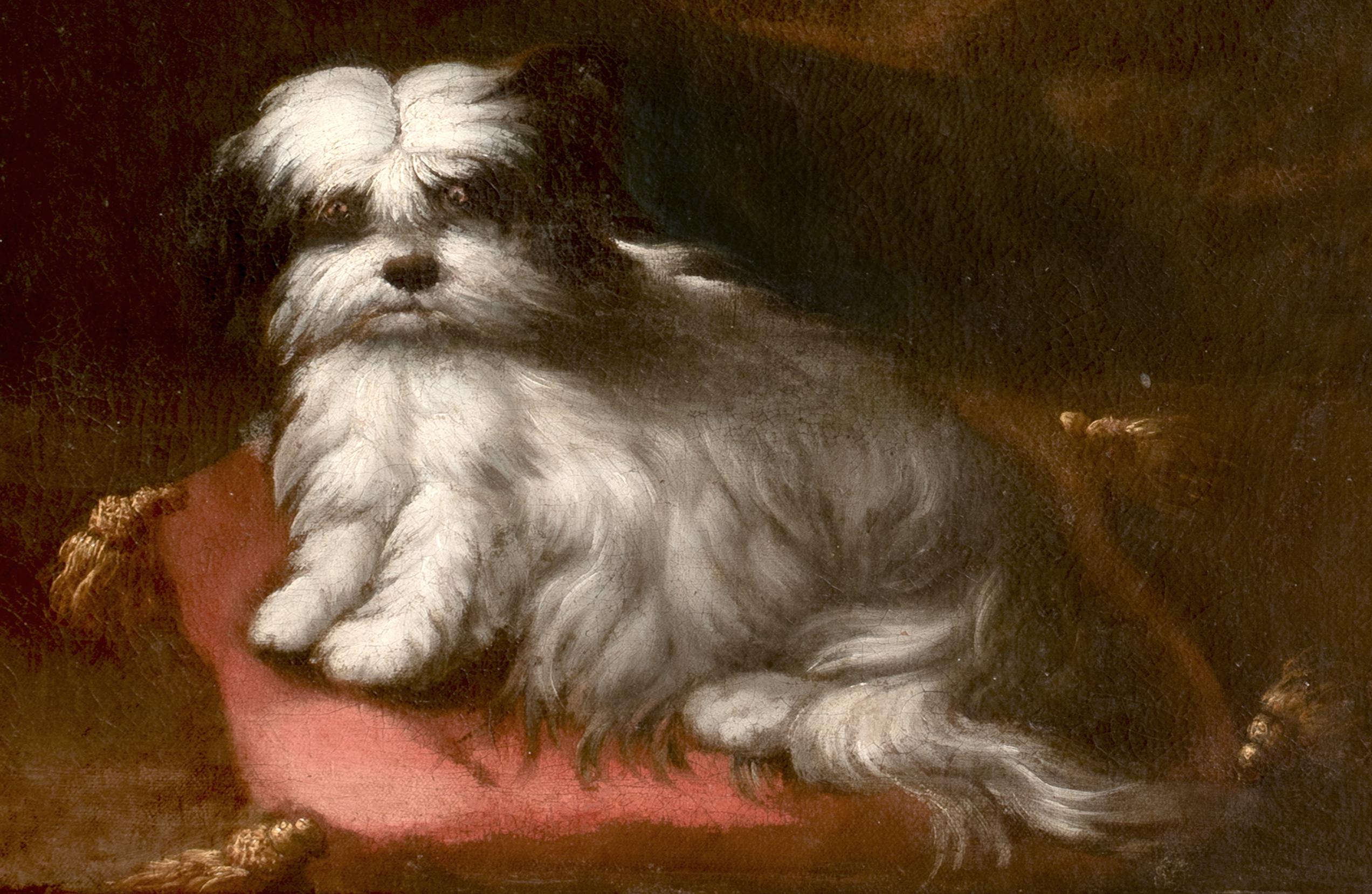 Retrato de perro pequeño, círculo del siglo XVII FRANCESCO FIERAVINO (1611-1656) 1