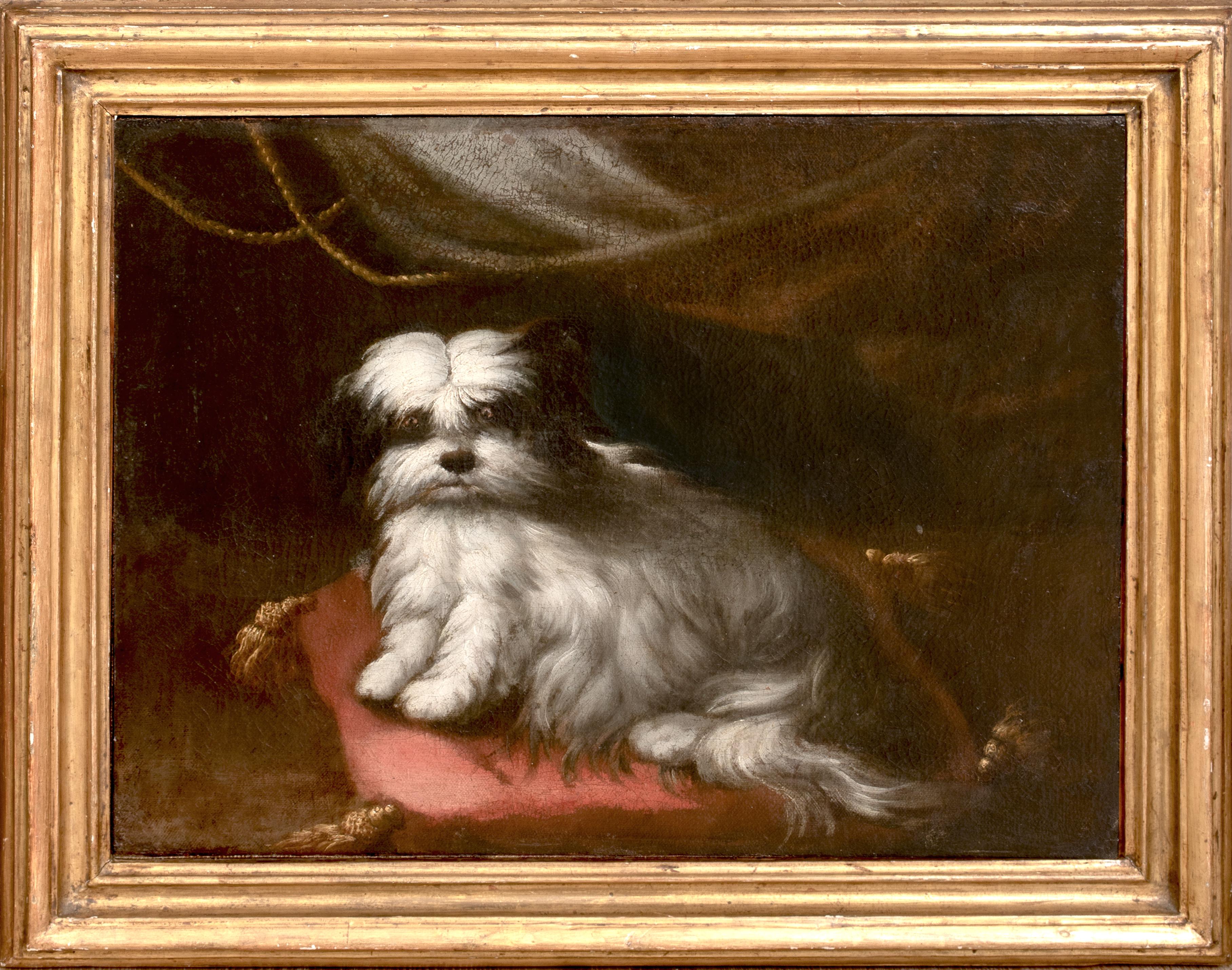 Landscape Painting de Unknown - Retrato de perro pequeño, círculo del siglo XVII FRANCESCO FIERAVINO (1611-1656)