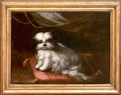 Portrait of a Small Dog, 17th Century circle FRANCESCO FIERAVINO (1611-1656)
