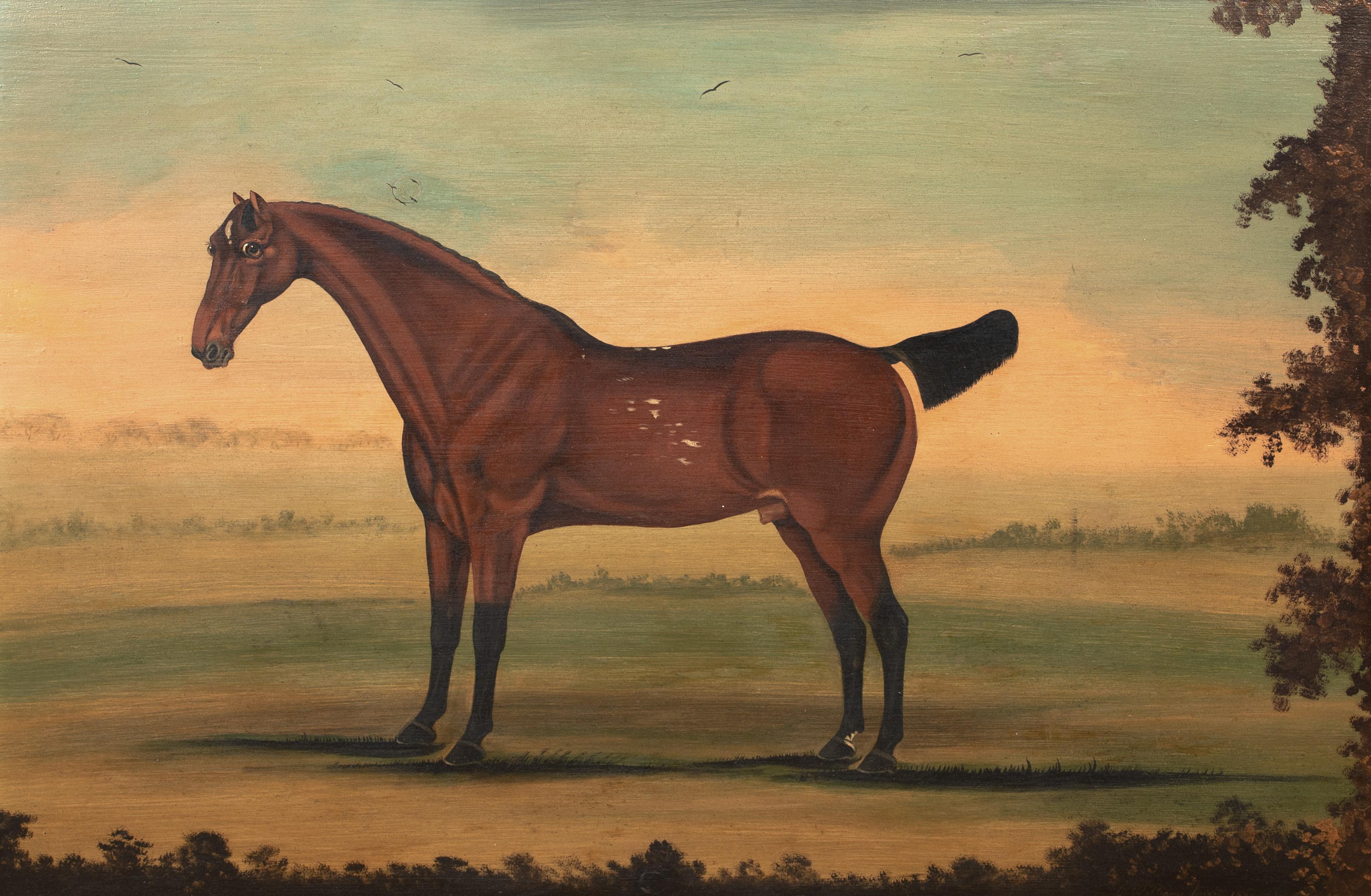 Porträt eines Stallions, New York, 18. Jahrhundert  von William Williams (1727-1791) (Braun), Animal Painting, von Unknown