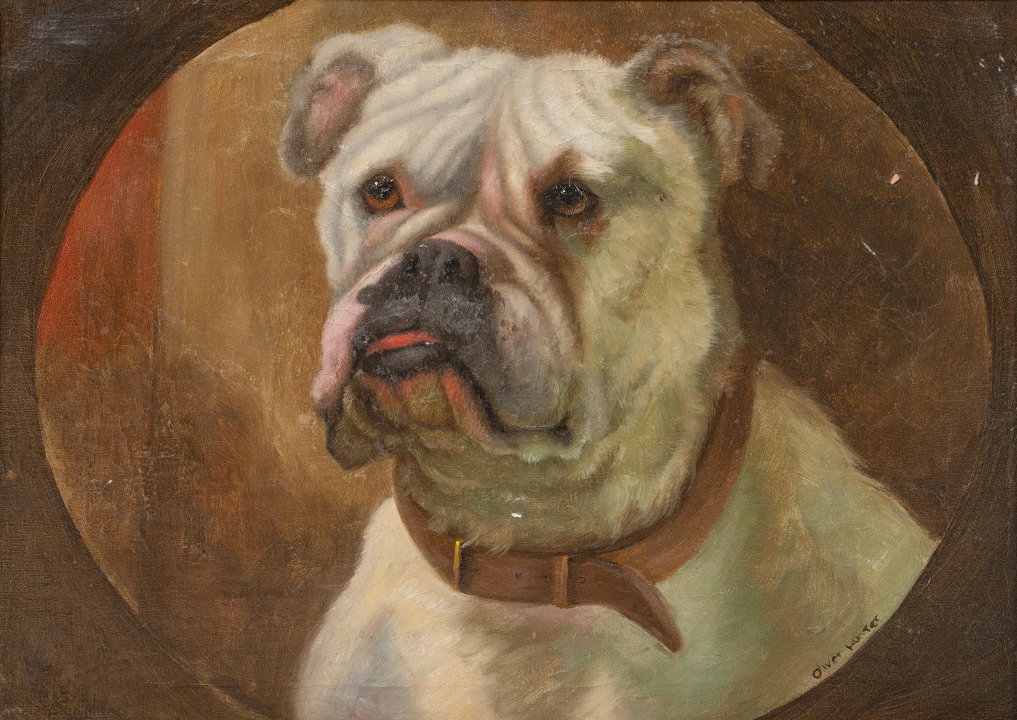Porträt der englischen Bulldogge 