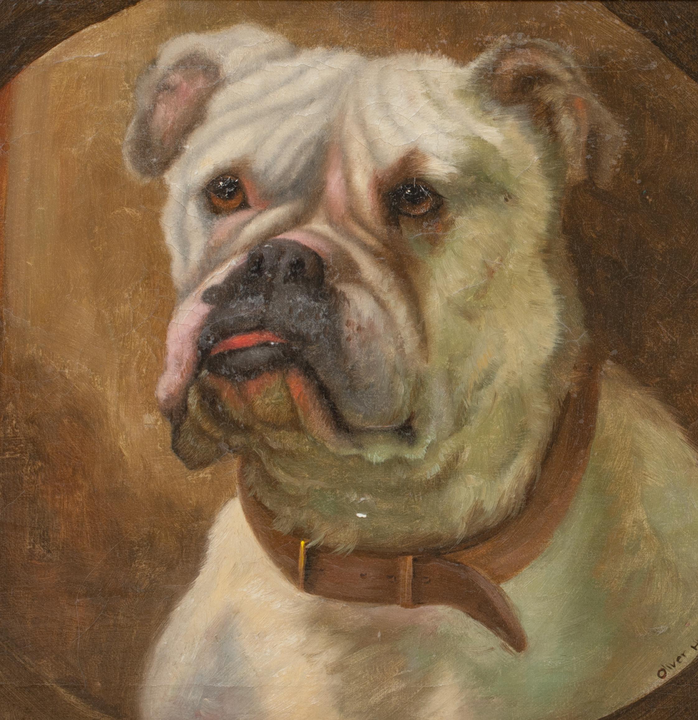 Porträt der englischen Bulldogge 