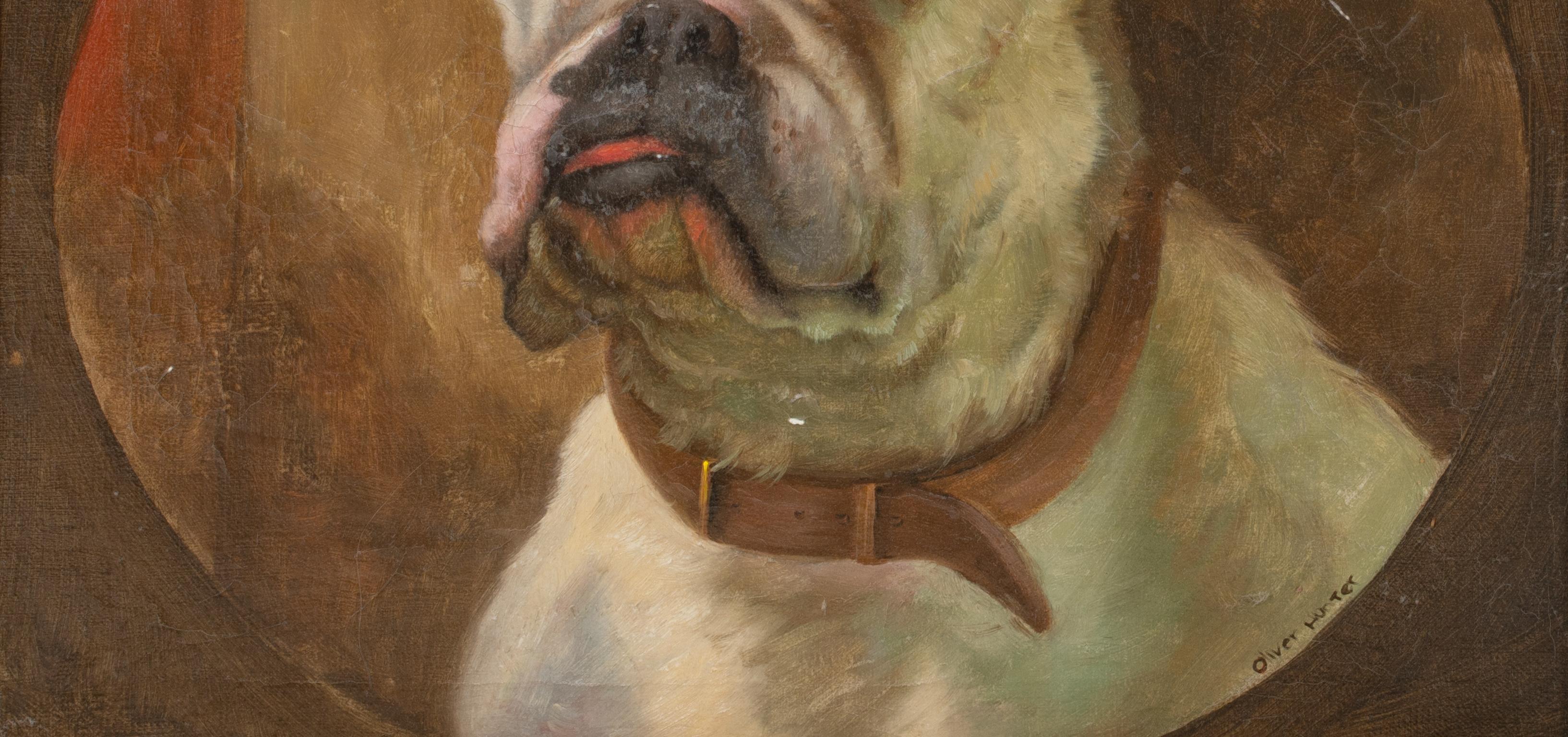 Porträt der englischen Bulldogge 