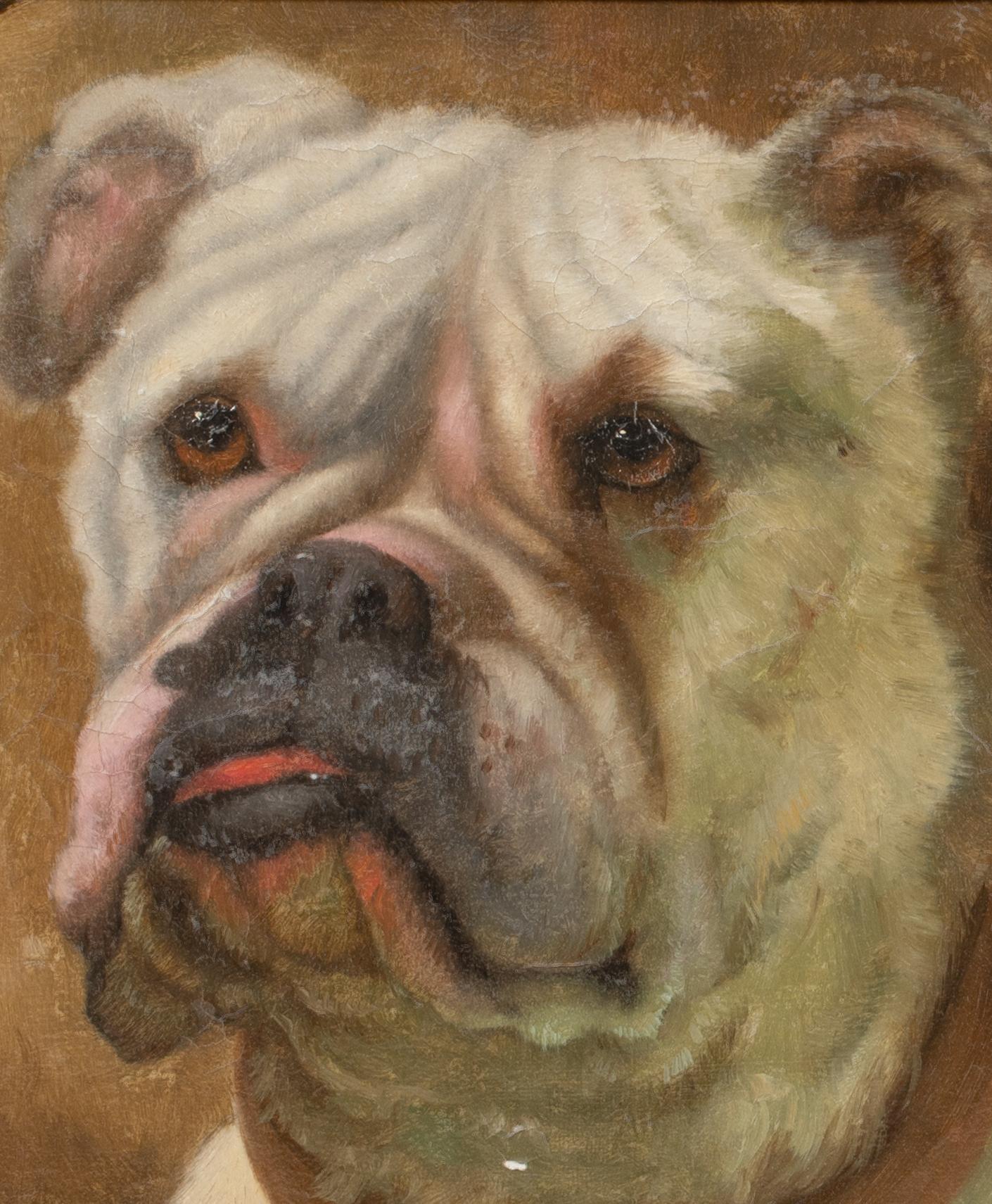 Porträt der englischen Bulldogge 