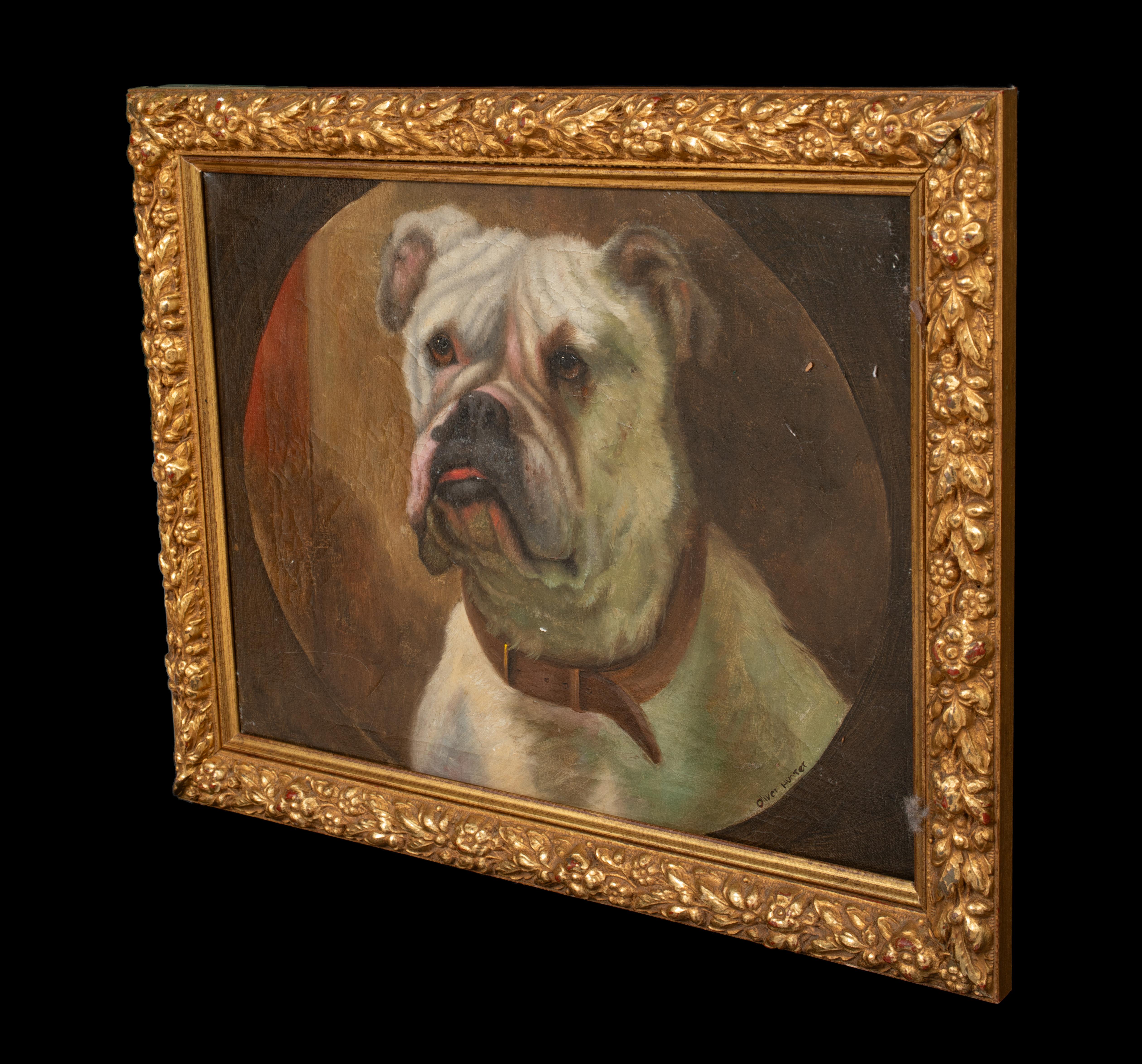 Porträt der englischen Bulldogge 