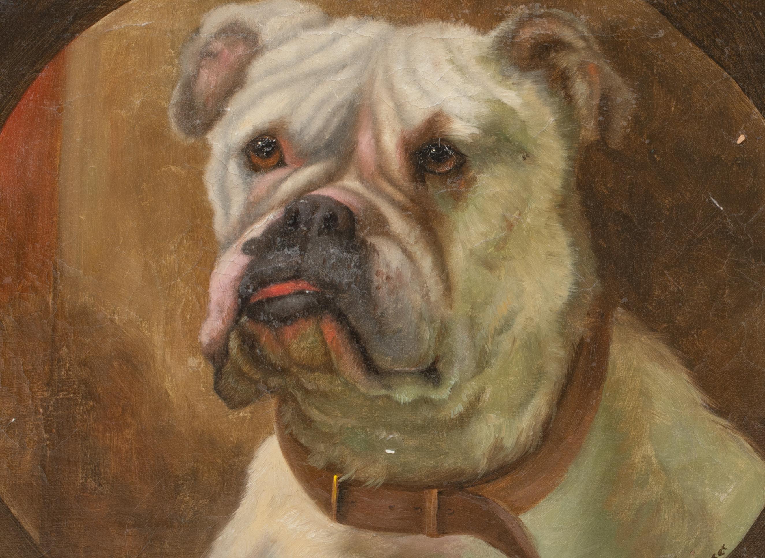 Porträt der englischen Bulldogge 
