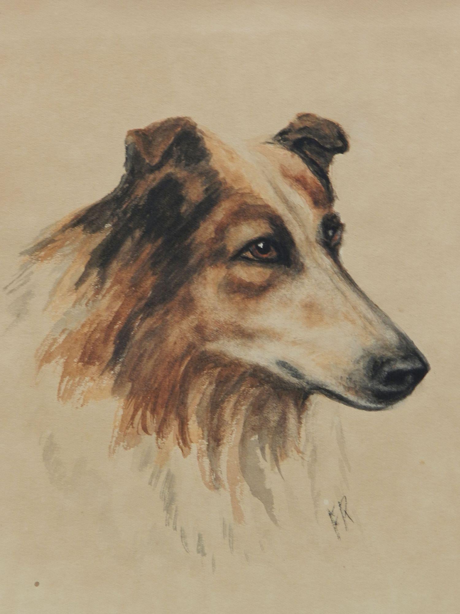 Unknown Animal Painting - Portrait of Collie Dogs Head by Frederick Roe 1864-1947 Royal Academy Watercolor