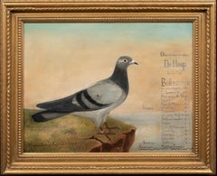 Portrait Of "De Hoop" A Champion Racing Pigeon, circa 1900