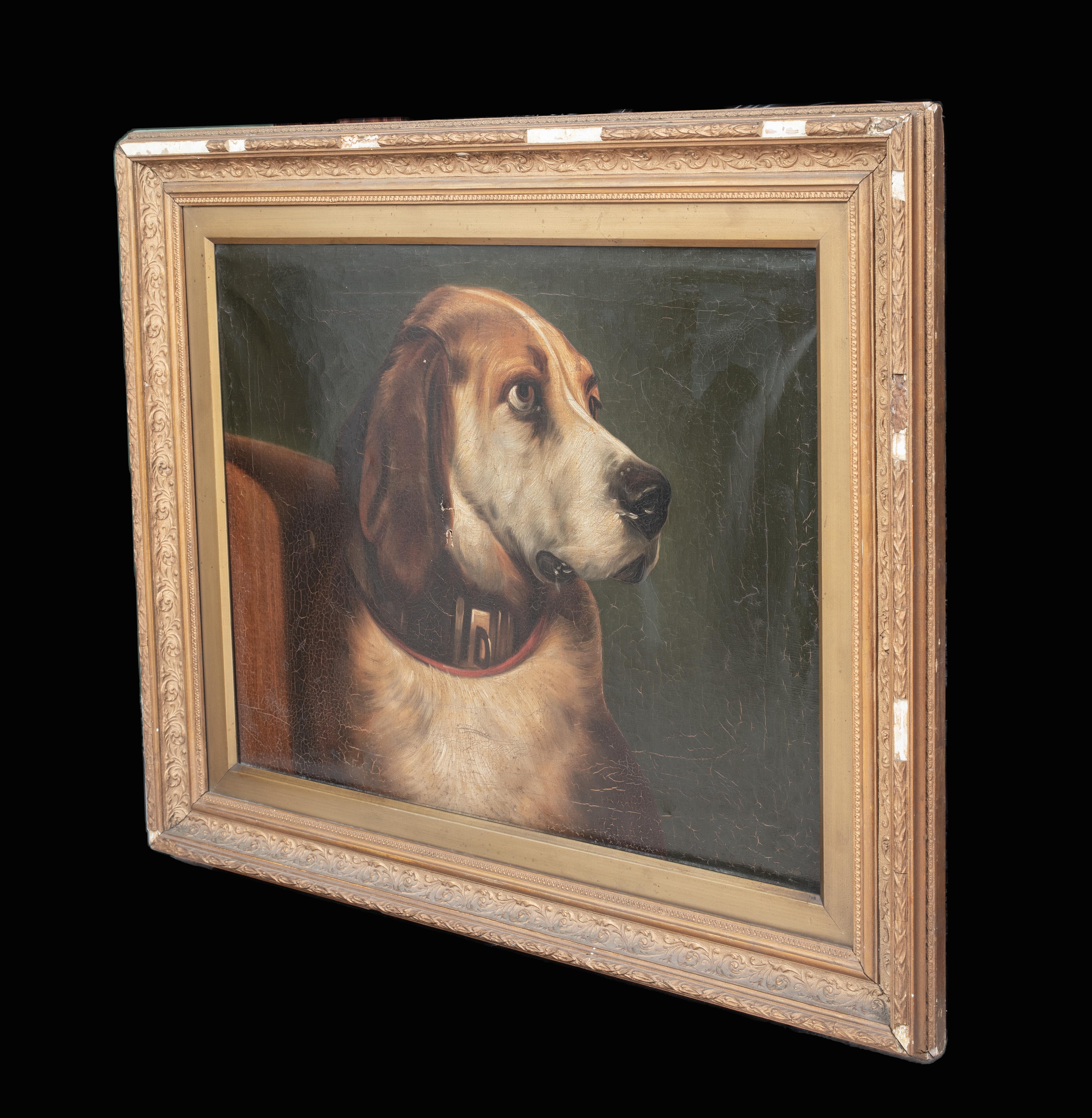 Portrait of Odin, A Bloodhound Dog, 19th Century    5