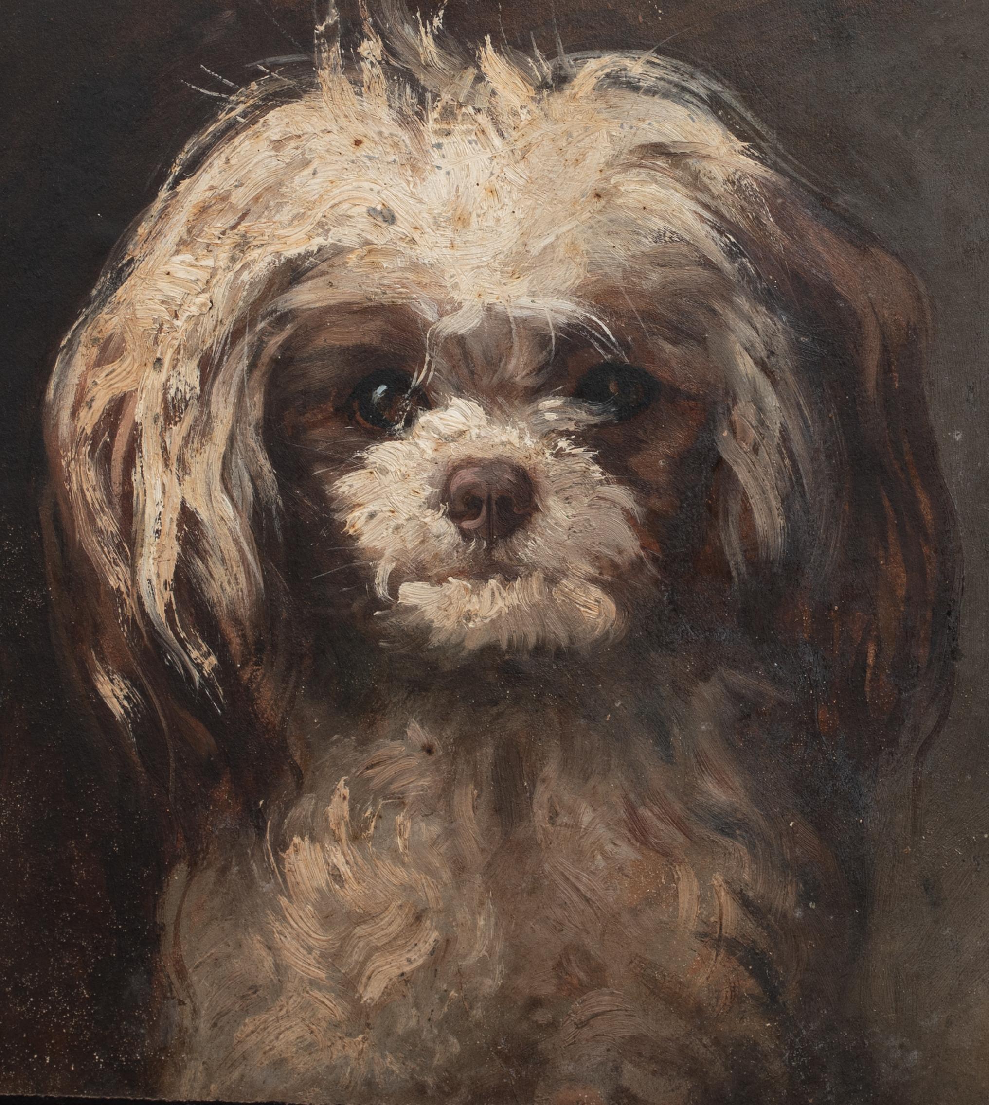Portrait du terrier 