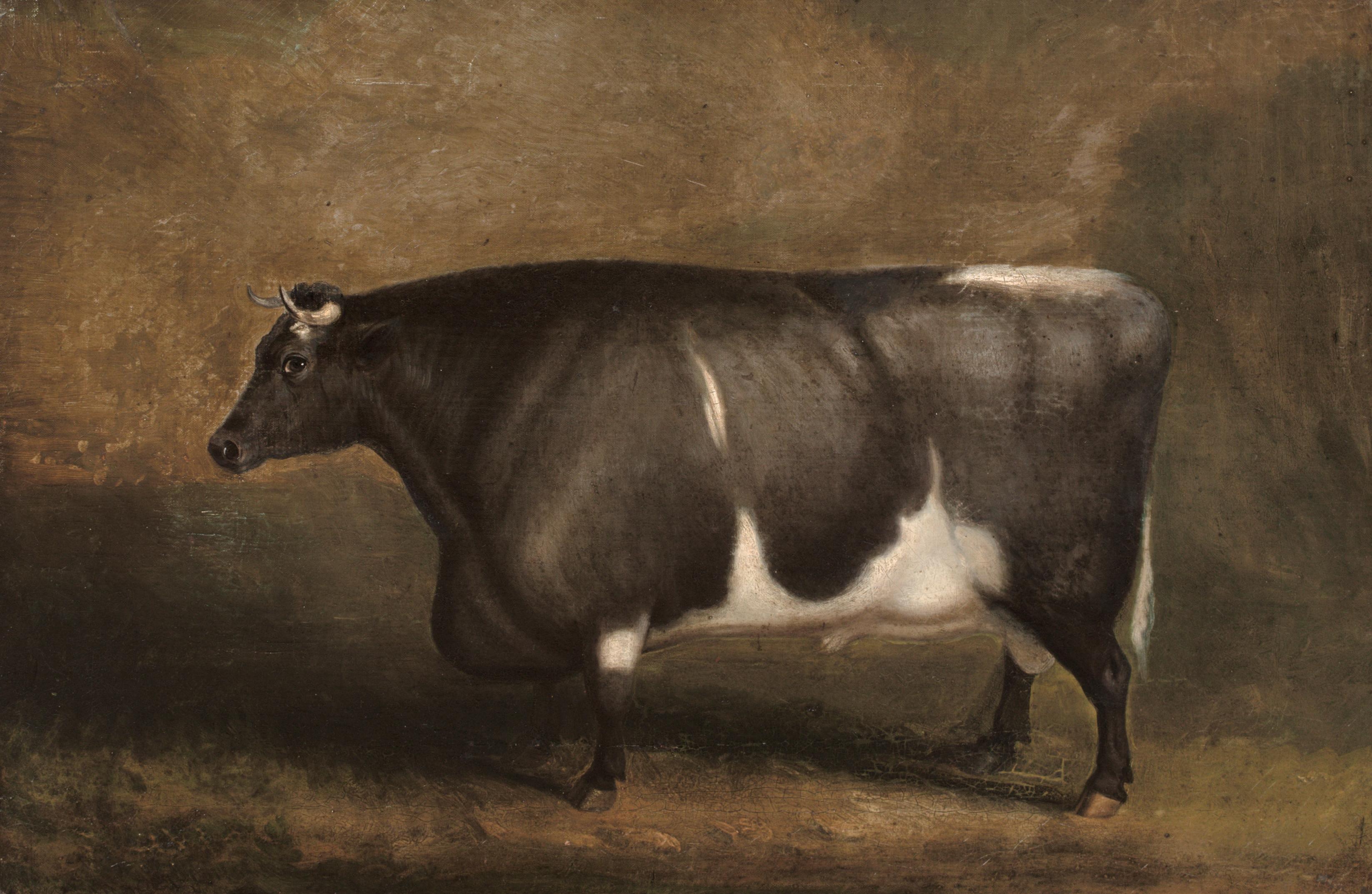 Preis Old Gloucester Bull, um 1800 William SHIELS (1785-1857) (Schwarz), Animal Painting, von Unknown
