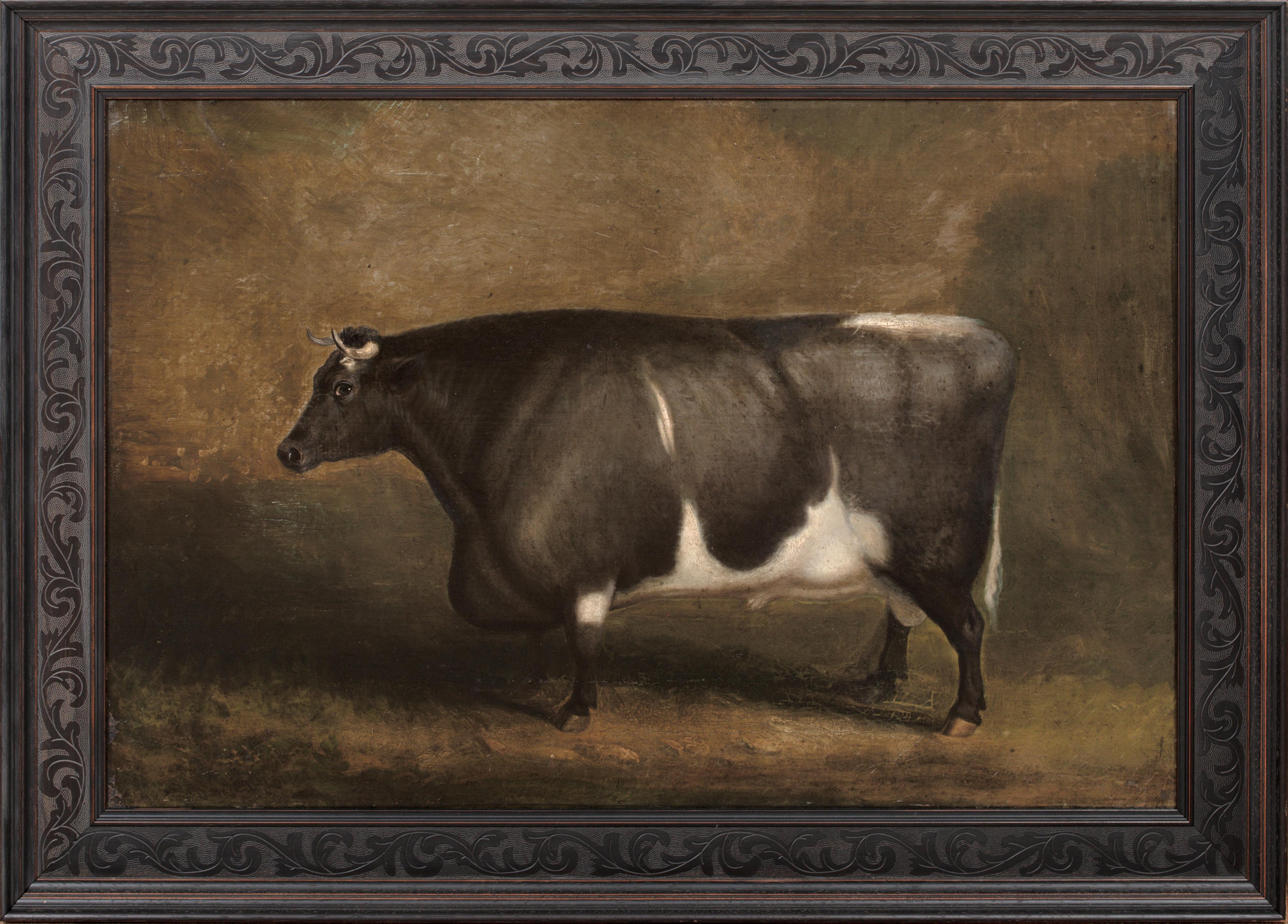 Unknown Animal Painting – Preis Old Gloucester Bull, um 1800 William SHIELS (1785-1857)