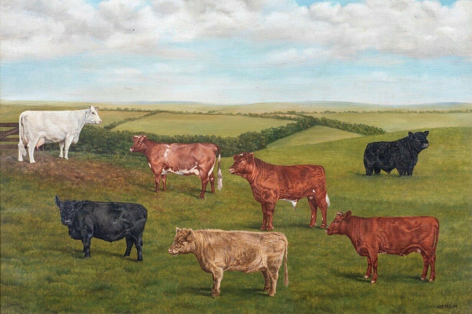 Prize Shorthorn & Galloway Cattle, 20th Century - Painting by Unknown