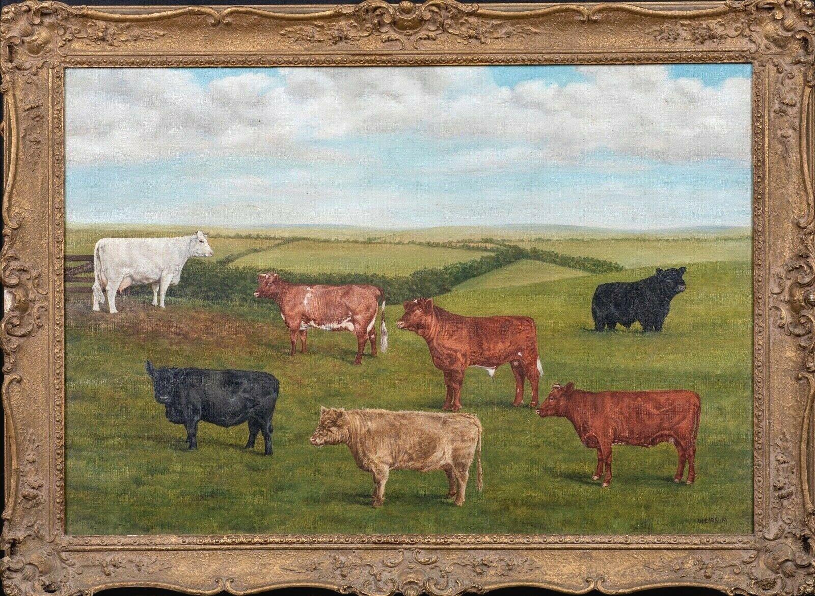 Unknown Portrait Painting - Prize Shorthorn & Galloway Cattle, 20th Century