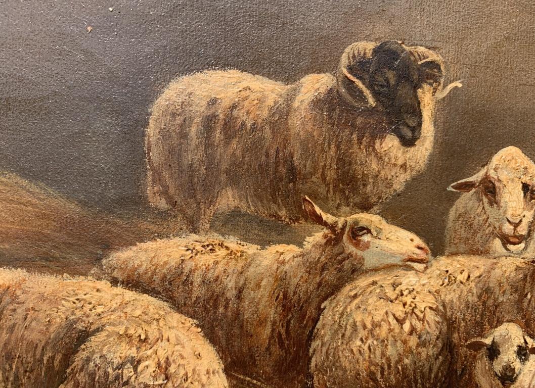 Realist Italian painter - 19th century animal painting - Sheep - Oil on canvas For Sale 1
