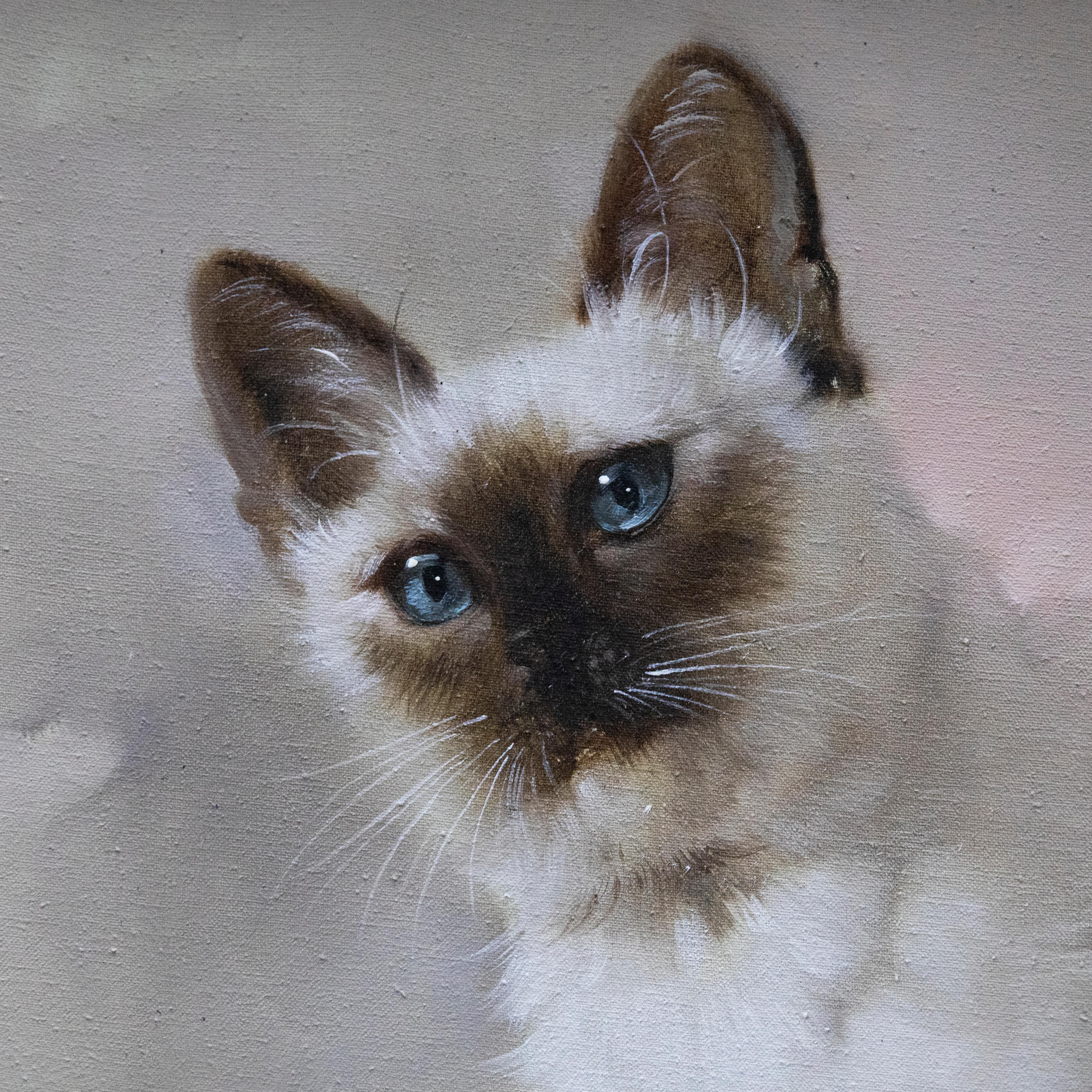 Un raffinato studio a olio di un gatto birmano. Ben presentato in una cornice moderna con sottofondo in lino. Firmato. Su tela su barelle.