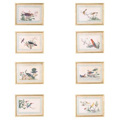 Set von acht antiken japanischen Vogelgemälden