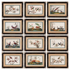 Set of Twelve Antique Chinese Painted Bird Studies on Pith Paper