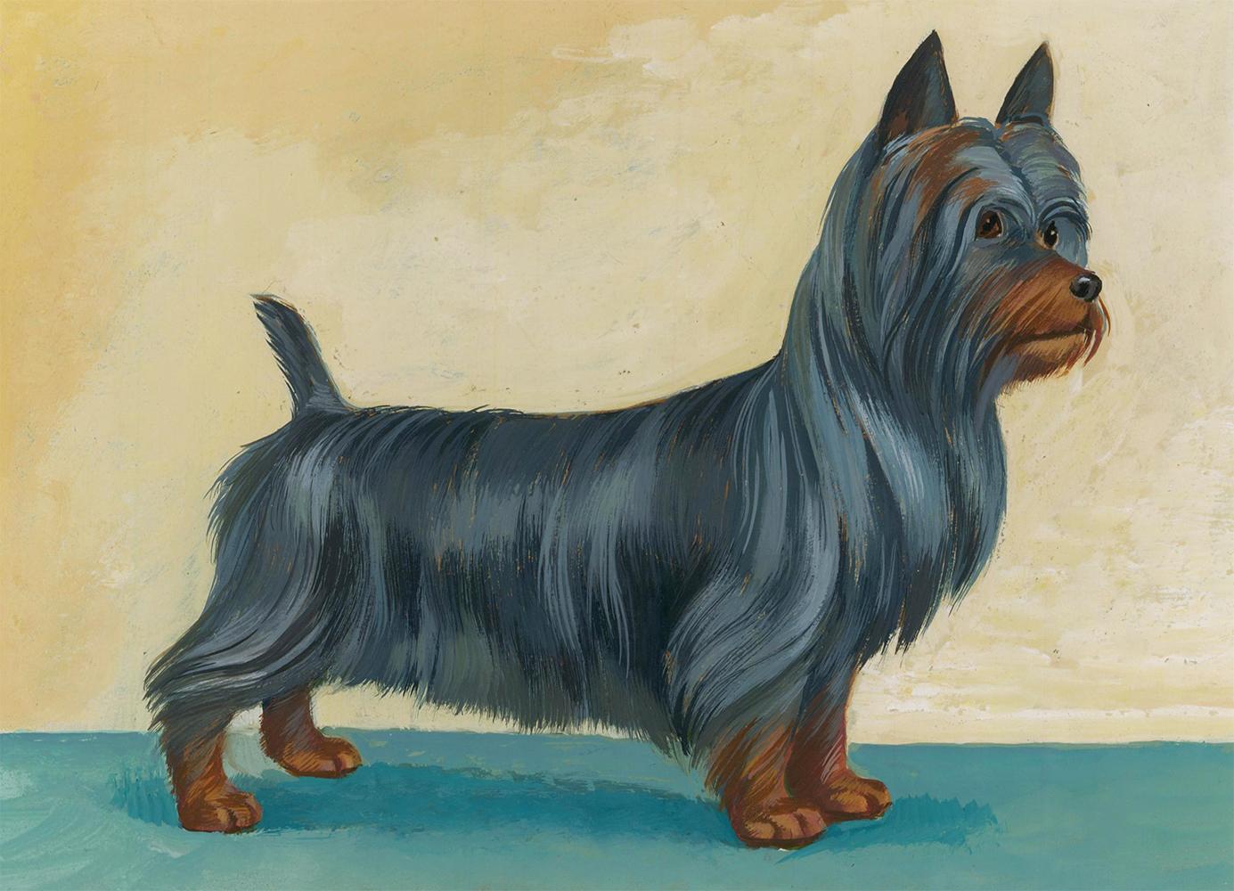 Animal Painting Unknown - Peinture d'un terrier soie