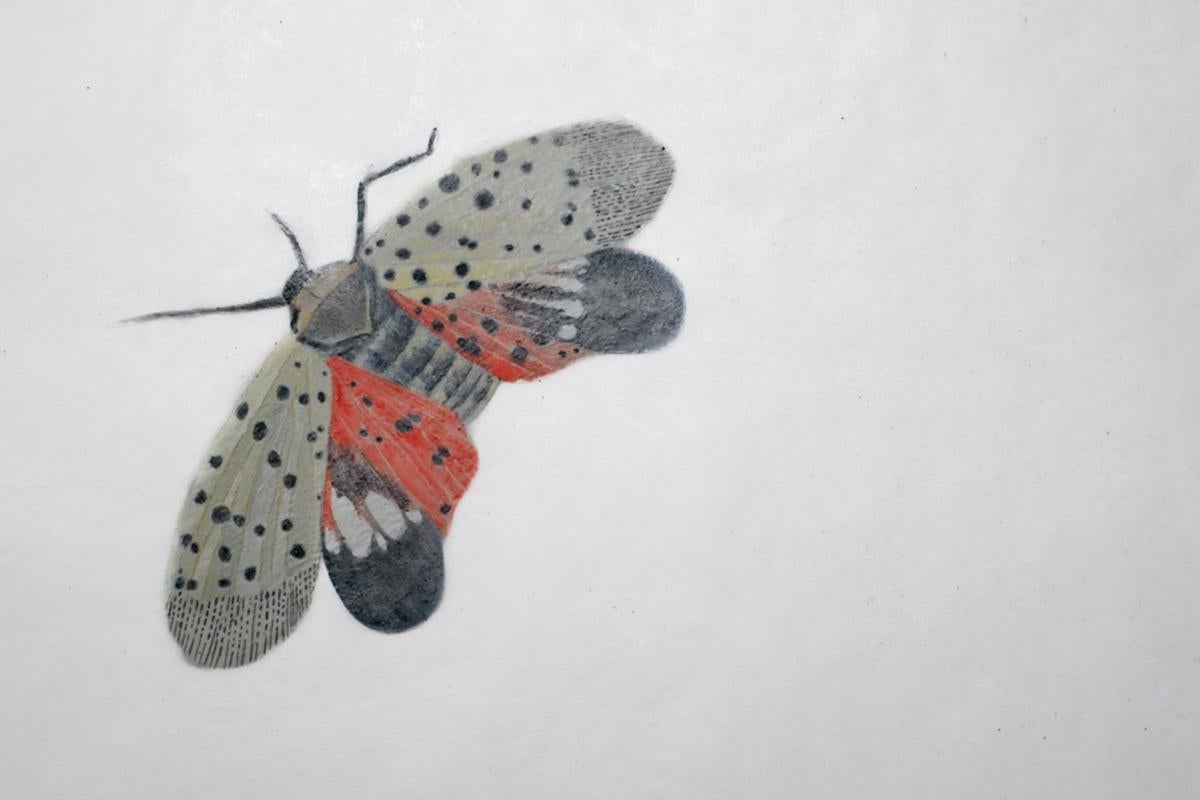 Spotted lantern fly  by David W M Roberts - Painting by Unknown