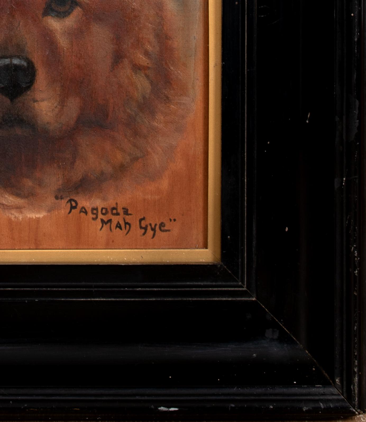 Portrait d'un chien Chow 