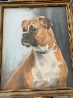 Study of a Boxer