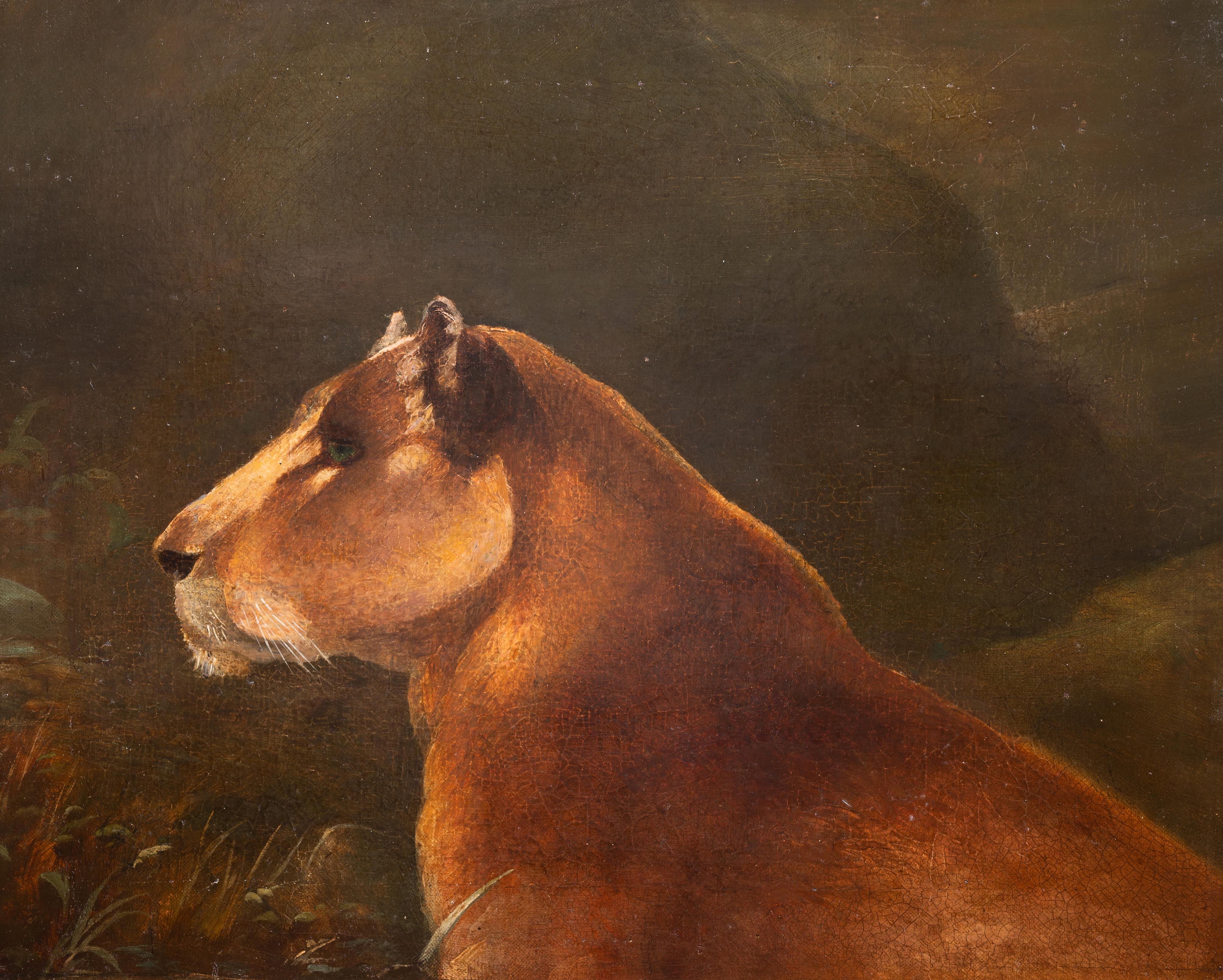 Study of a Lioness - Painting by Unknown