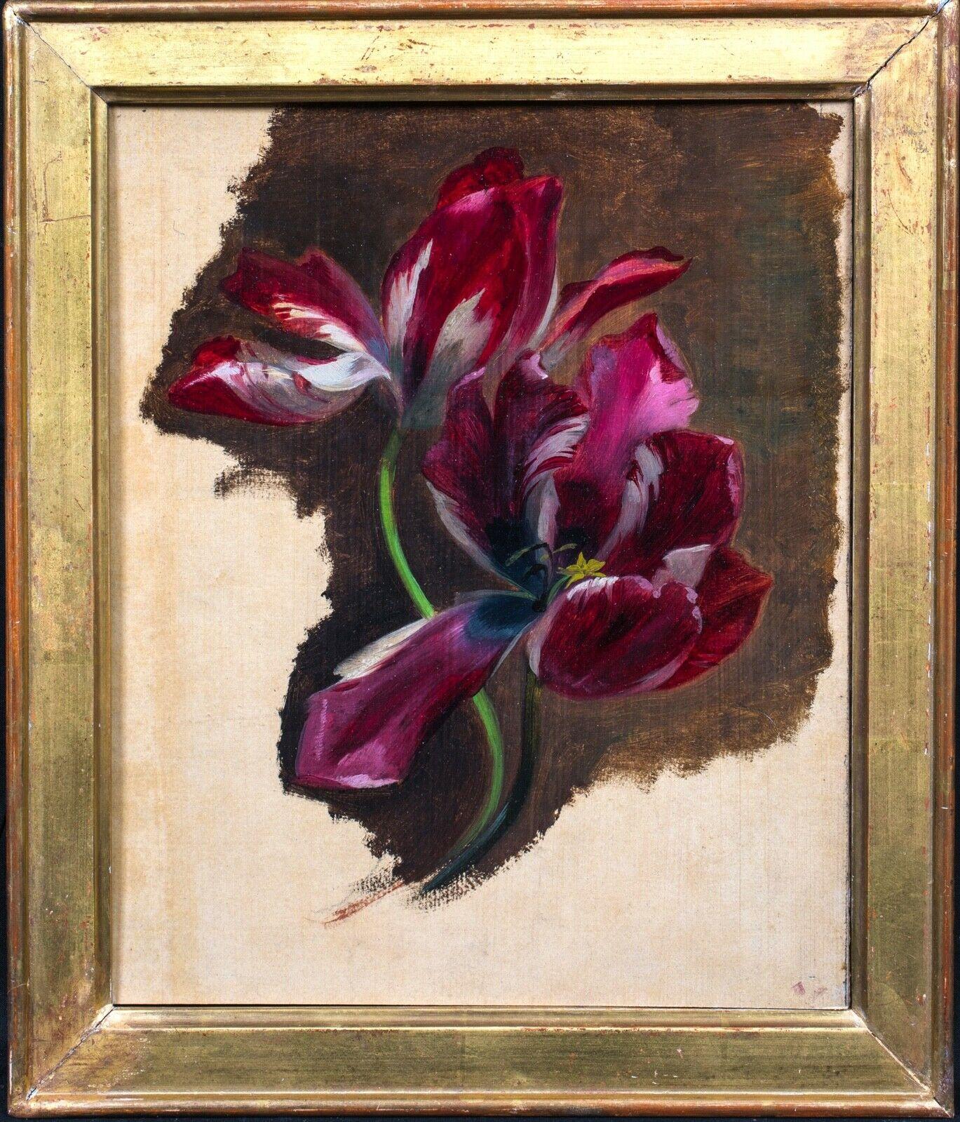 Study Of A Tulip circa 1700 - Painting by Unknown