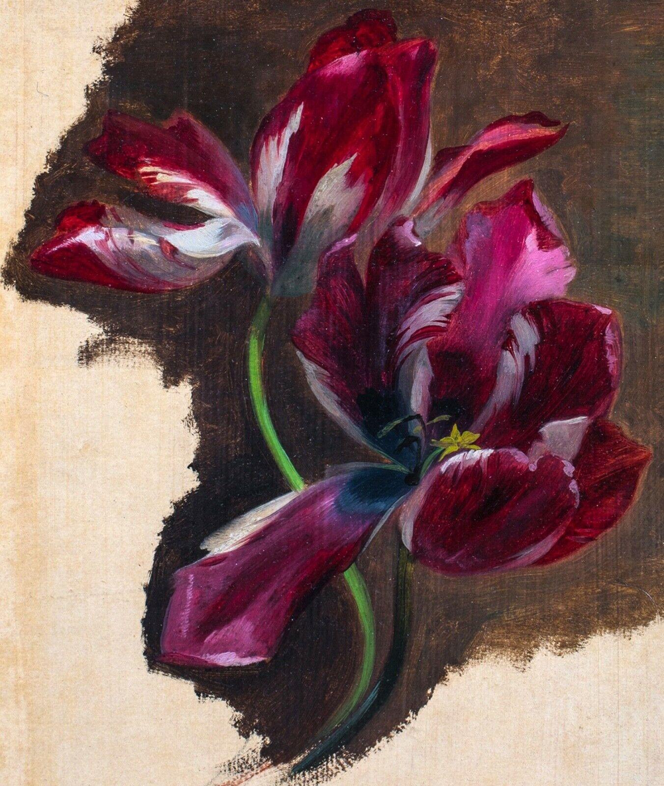 Unknown Portrait Painting - Study Of A Tulip circa 1700
