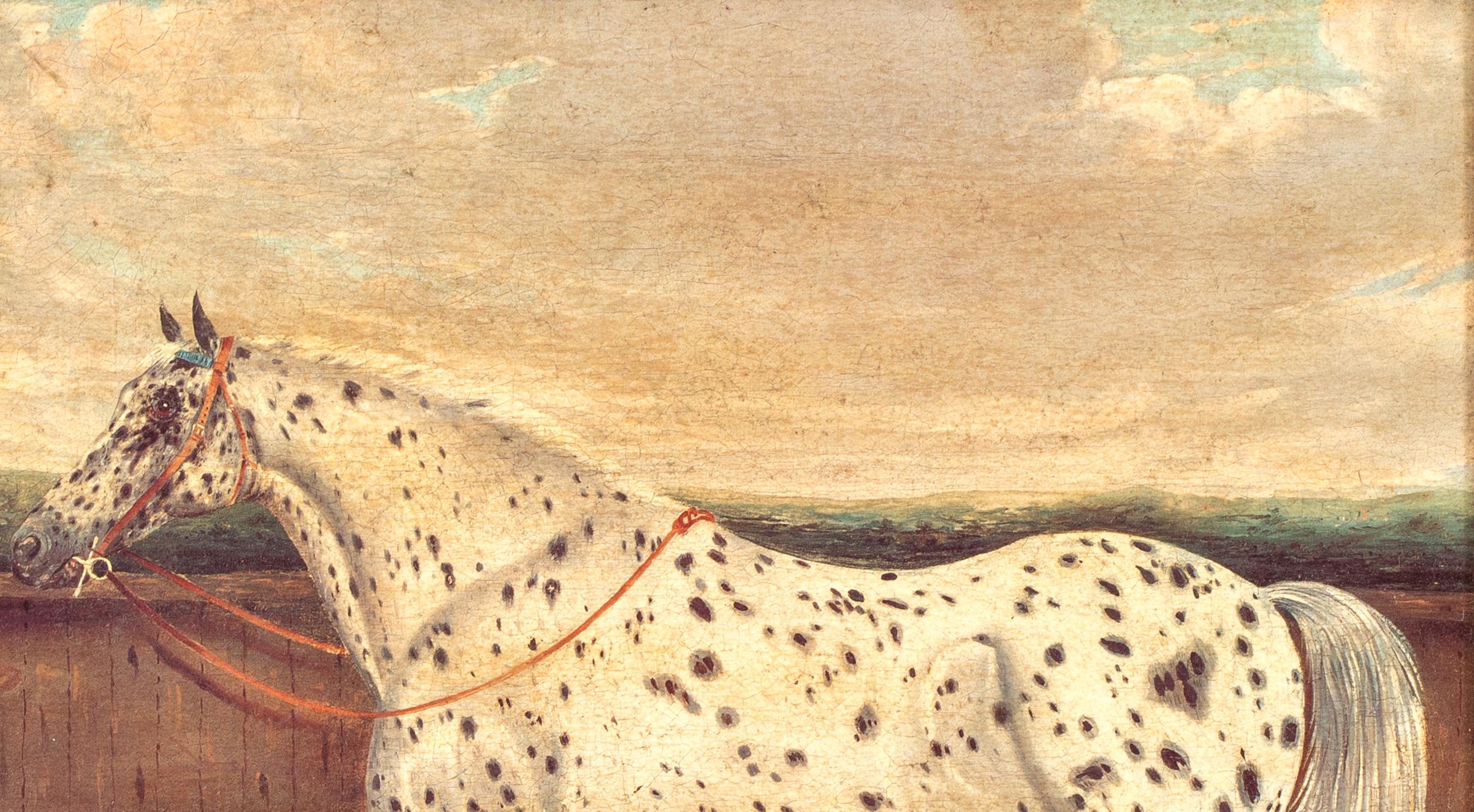 Étude d'un cheval appaloosa, 19e siècle  par H Milnes (19ème siècle britannique) en vente 6