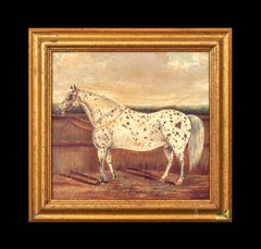 Study of An Appaloosa Horse, 19th Century by H Milnes (19th Century British)