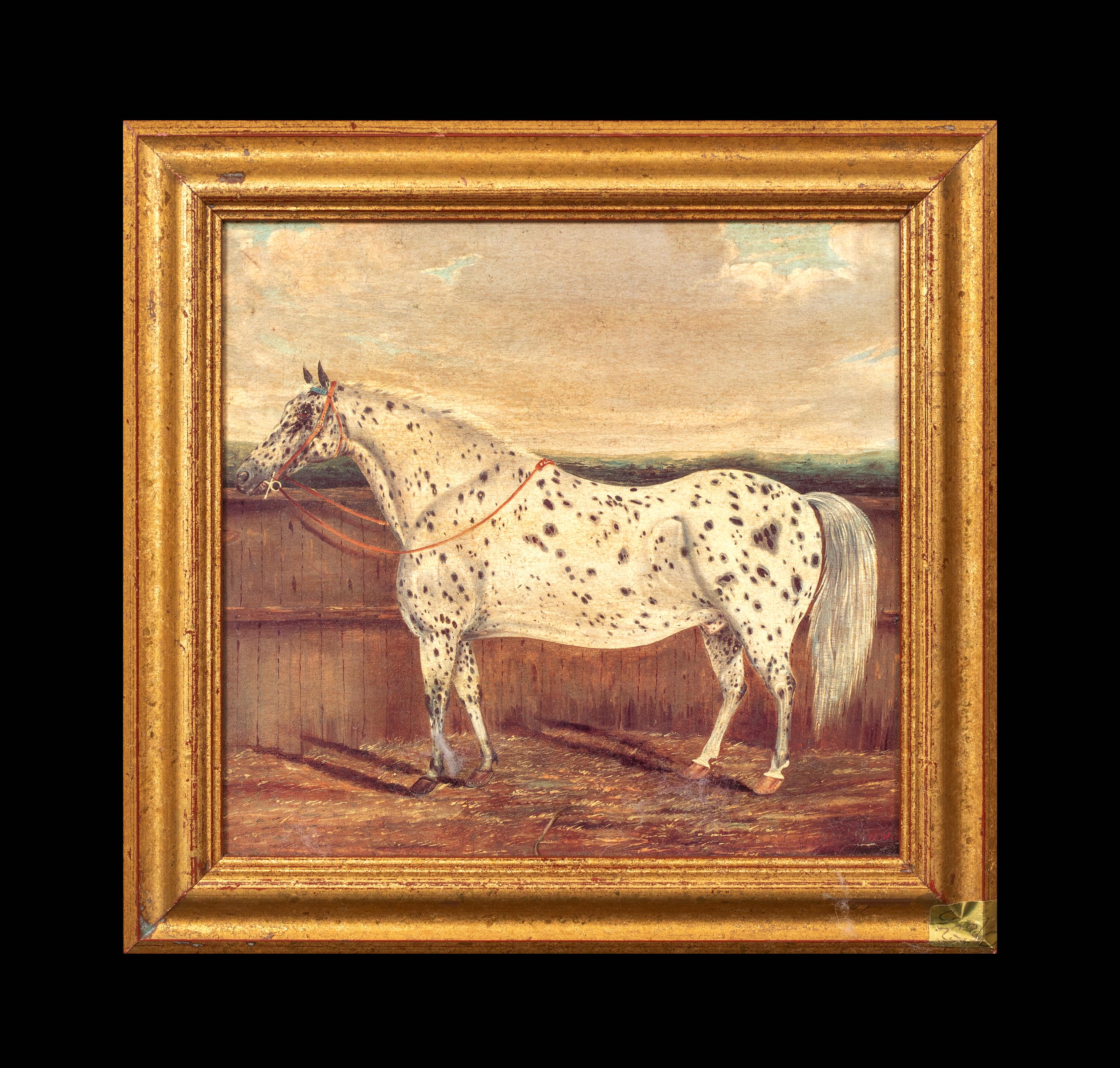 Étude d'un cheval appaloosa, 19e siècle  par H Milnes (19ème siècle britannique) - Painting de Unknown