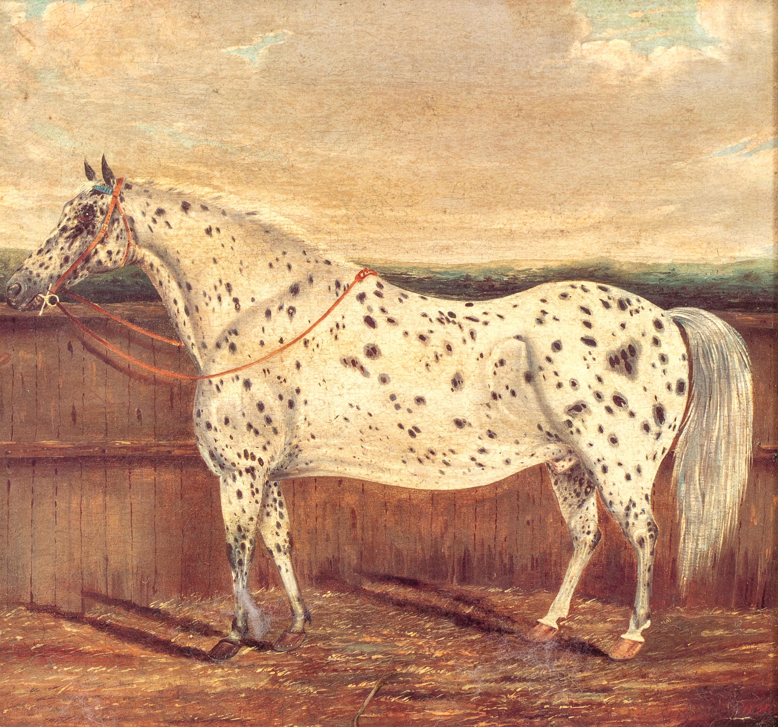 Study of An Appaloosa Horse, 19th Century

by H Milnes (19th Century British)

19th Century portrait of An Appaloosa Horse in a yard, oil on board by H Milnes. Rare early portrait of the breed now popular in the Americas since its introduction