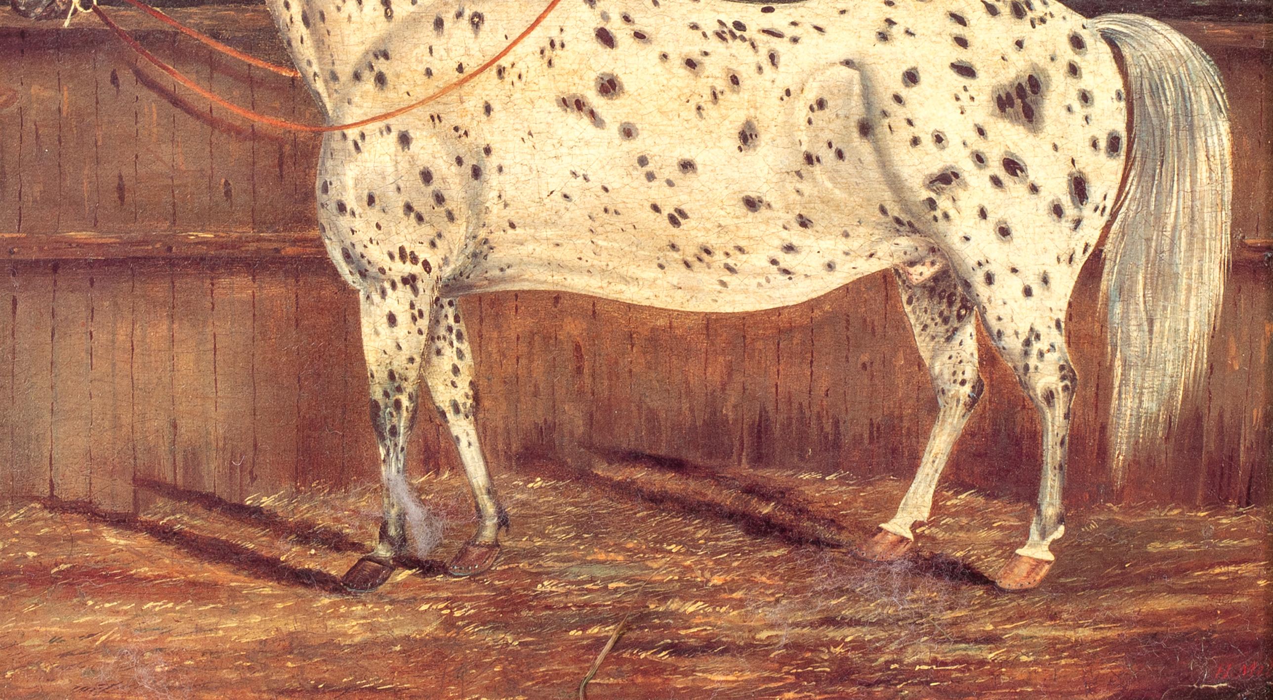 Étude d'un cheval appaloosa, 19e siècle  par H Milnes (19ème siècle britannique) en vente 1