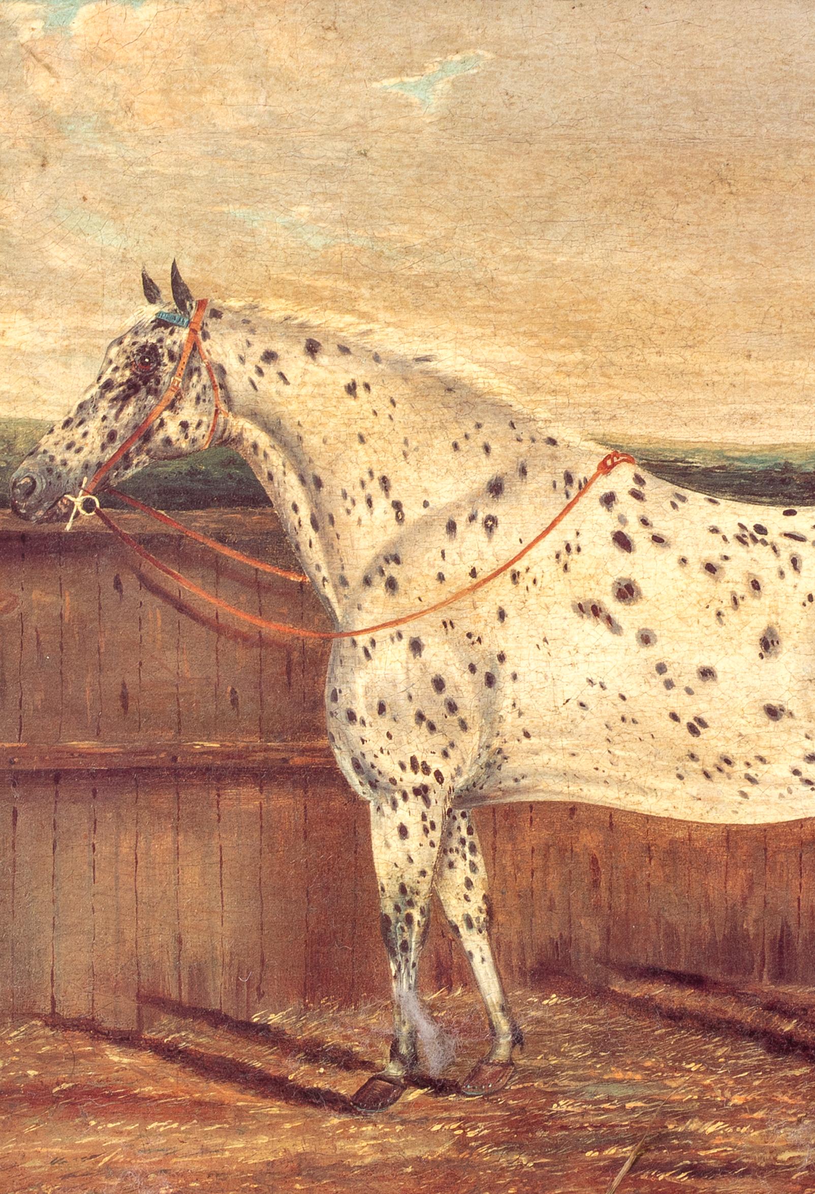Study of An Appaloosa Horse, 19th Century  by H Milnes (19th Century British) For Sale 3