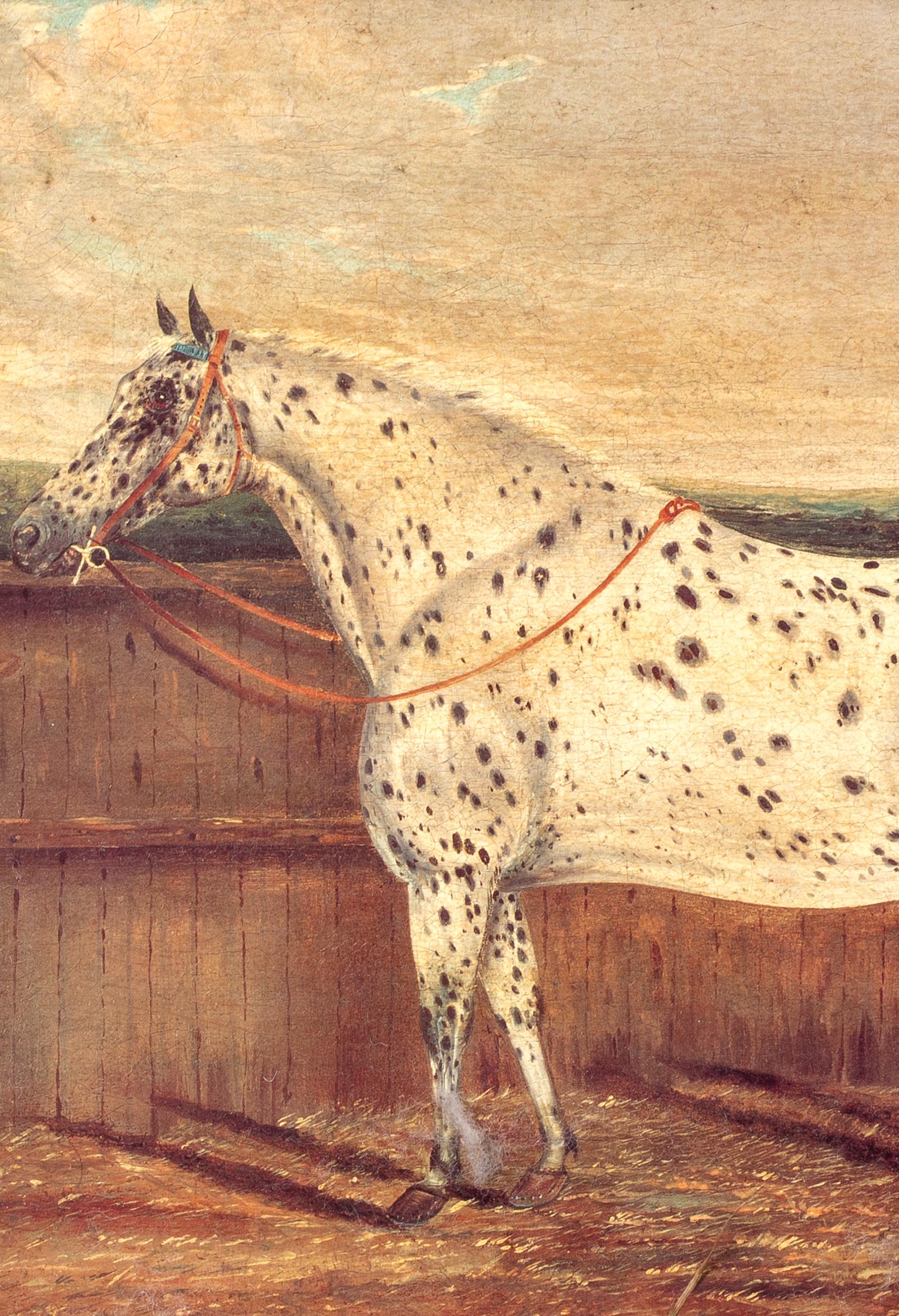 Étude d'un cheval appaloosa, 19e siècle  par H Milnes (19ème siècle britannique) en vente 2