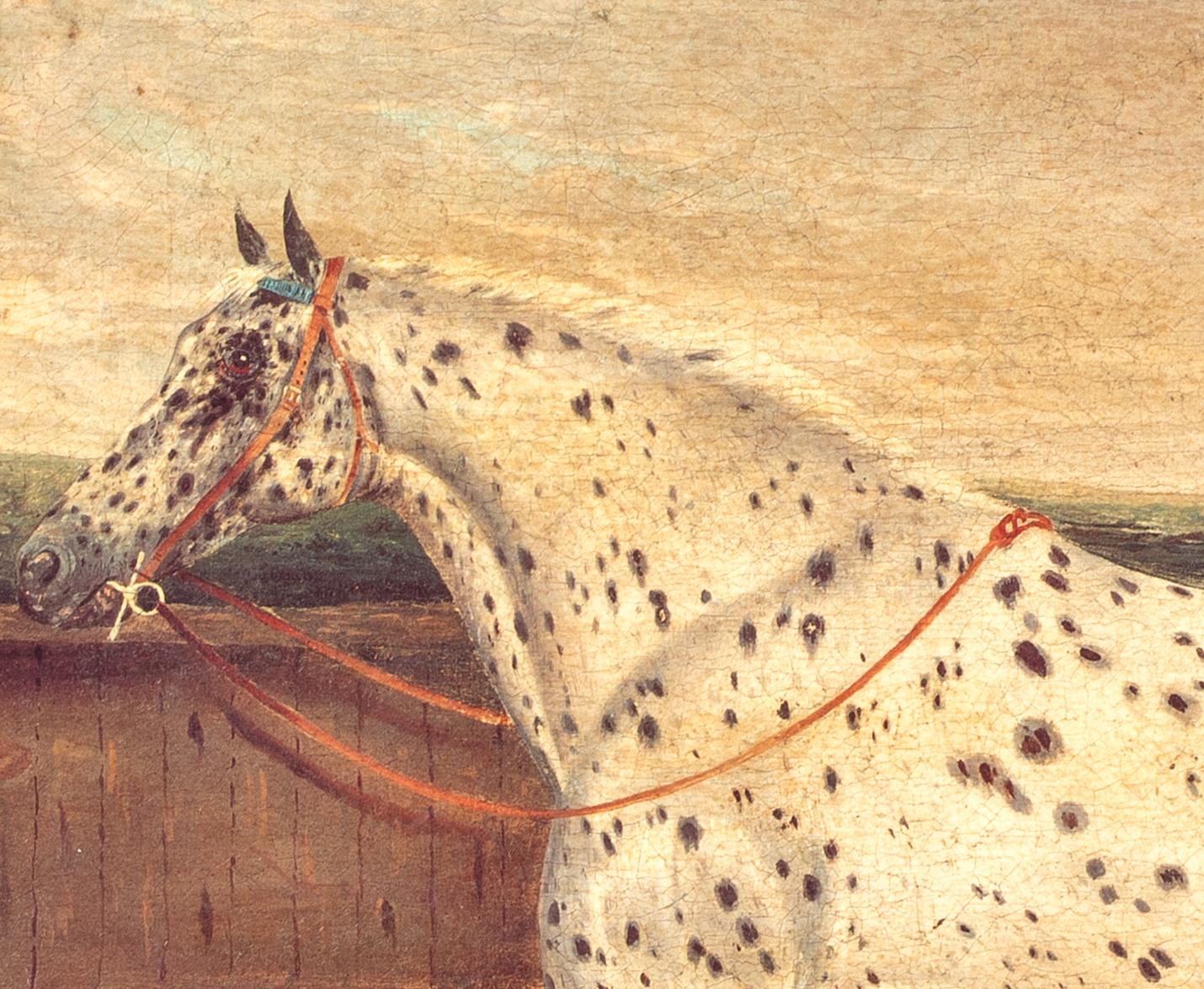 Étude d'un cheval appaloosa, 19e siècle  par H Milnes (19ème siècle britannique) en vente 3