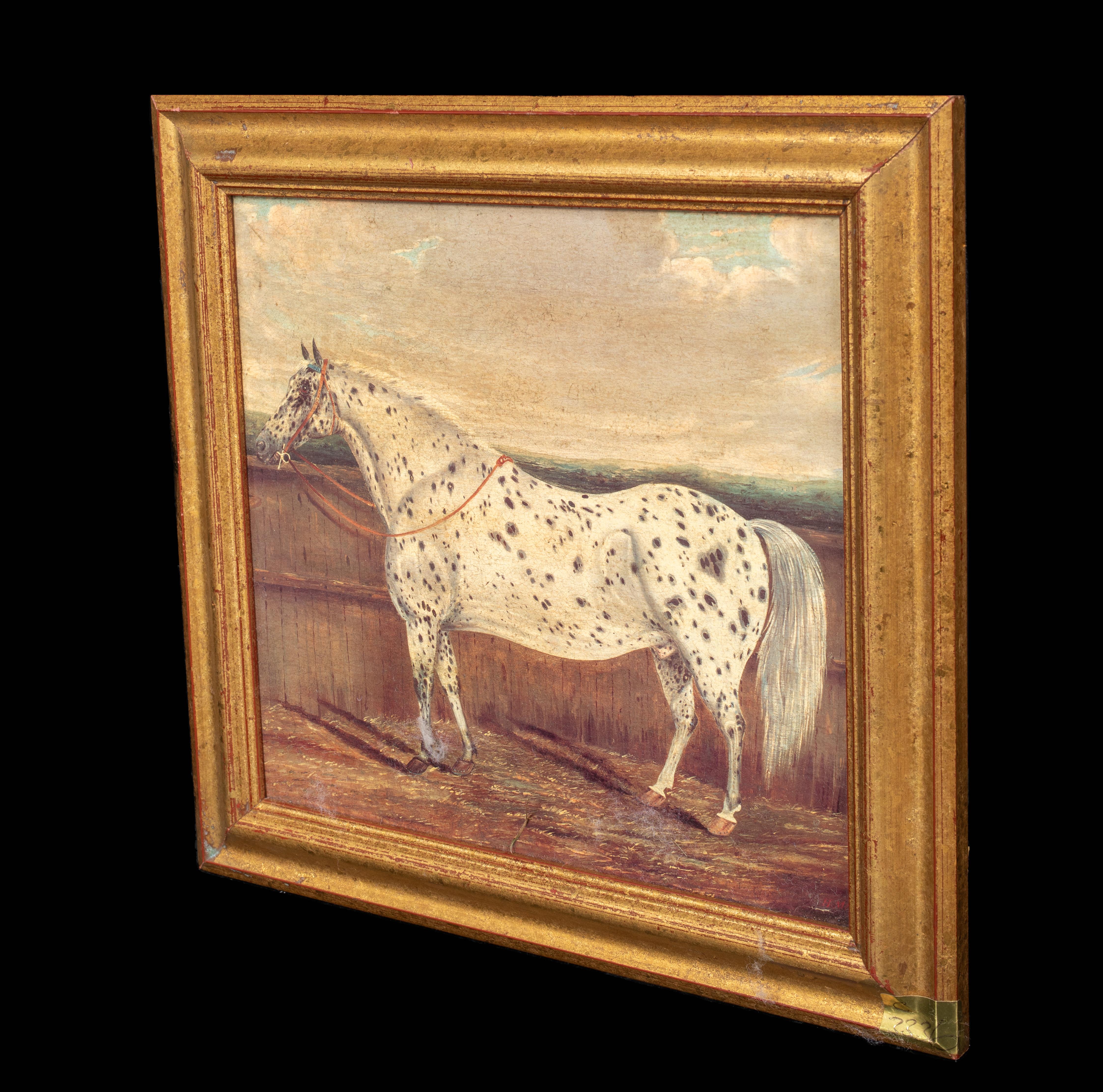Study of An Appaloosa Horse, 19th Century  by H Milnes (19th Century British) For Sale 5