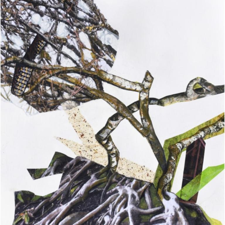 Trapianto Serie II Disegno di Jennifer Gunlocke, 2024