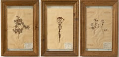 Unique Set Of Vintage French Herbarium Displays, Pressed Flowers