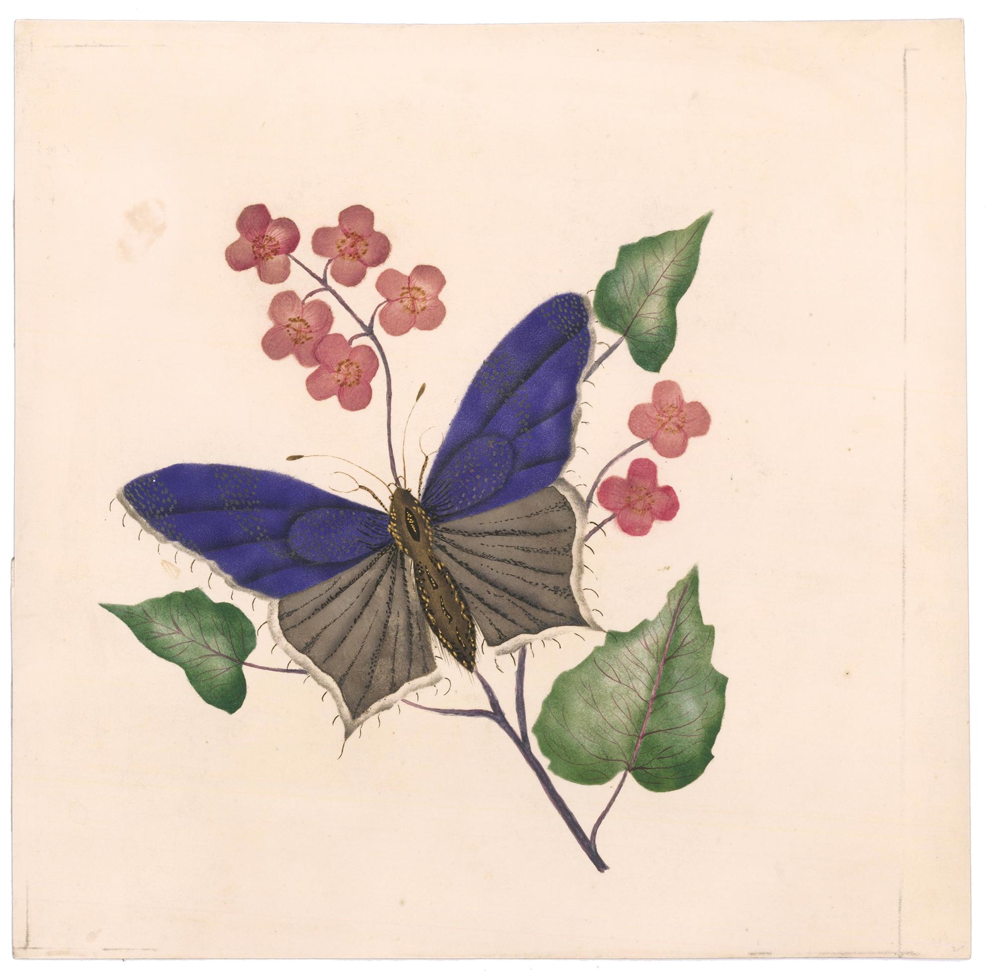 Victorian Butterfly Watercolor - Painting by Unknown